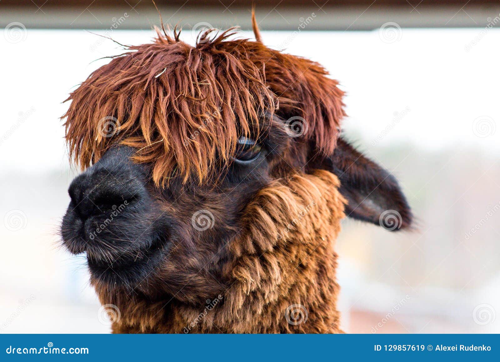 Remarkable and Beautiful Animal with Thick Hair Called Alpaca. Her Hair on  Her Head Completely Closes Her Eyes Stock Image - Image of animal, wild:  129857619