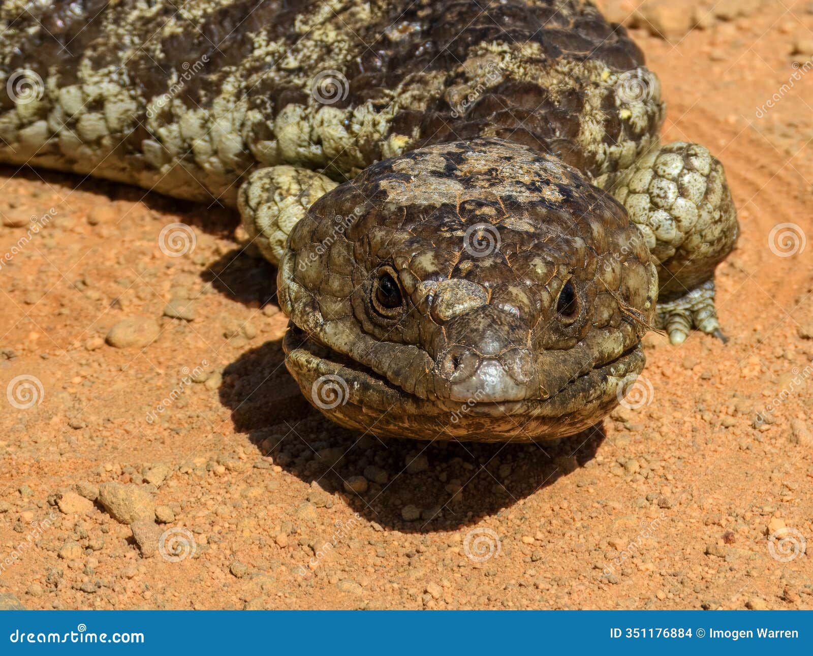 shingleback lizard (tiliqua rugosa) in australia