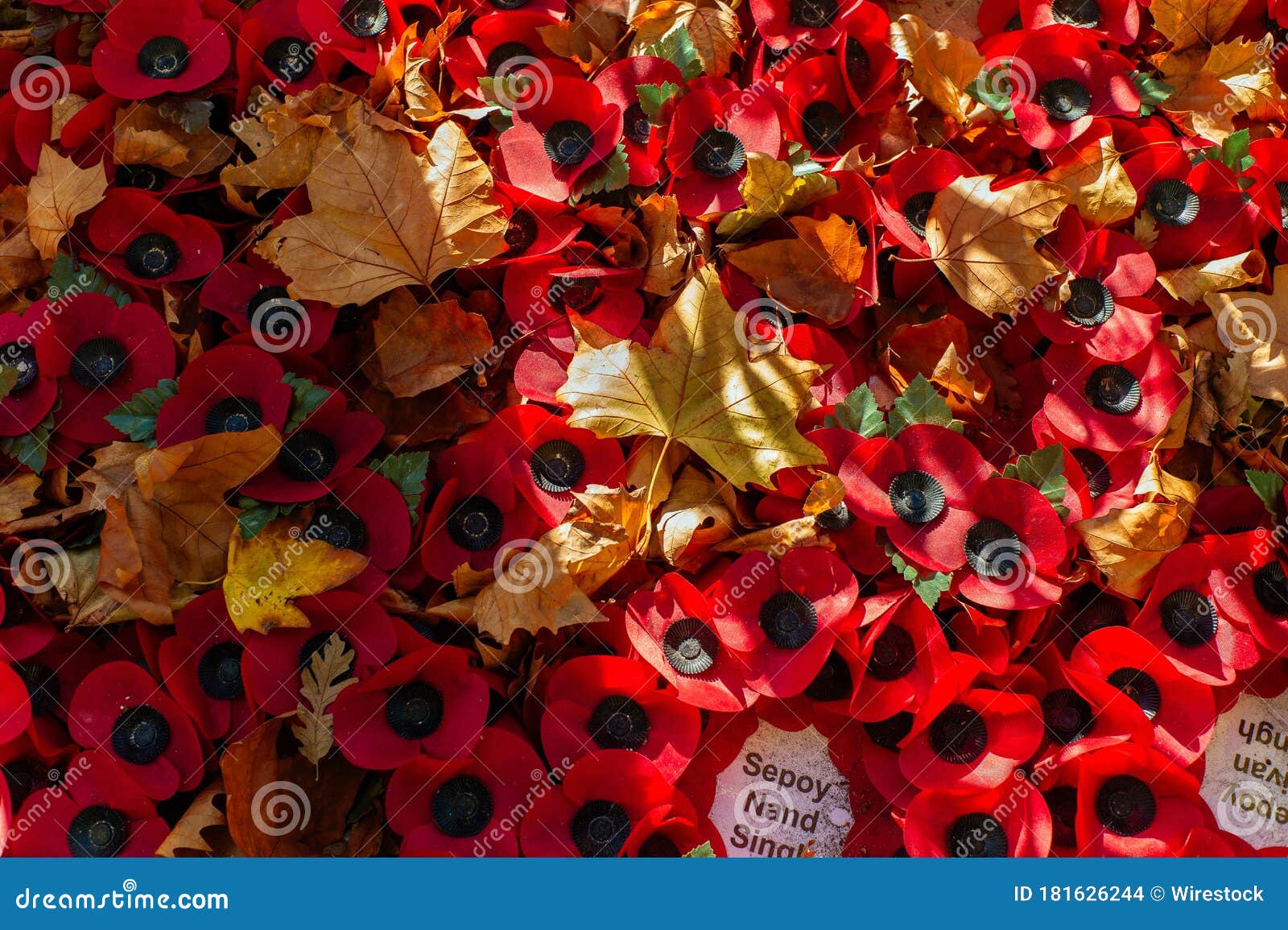 remembrance poppy leaf remembrance poppy leaf