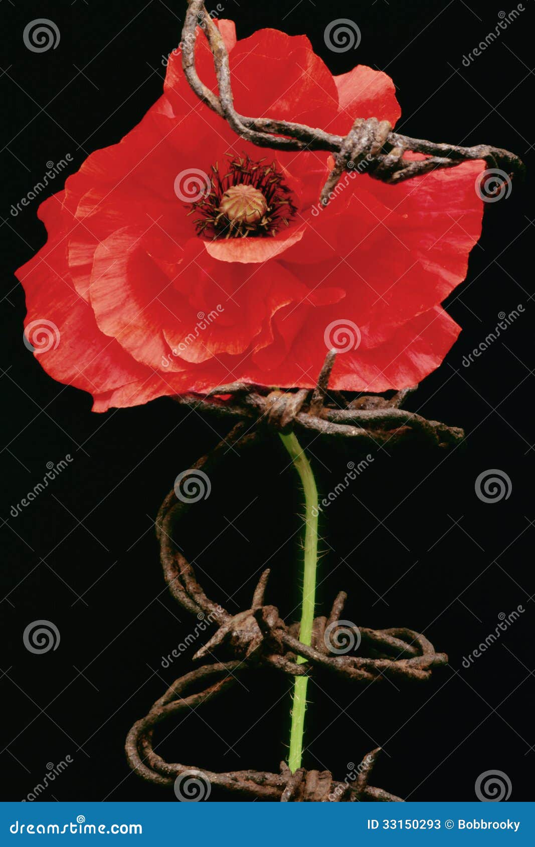 remembrance day, poppy metaphor