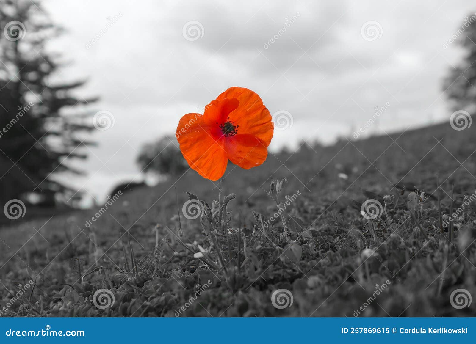 remembrance of world war i - close-up of a poppy flower