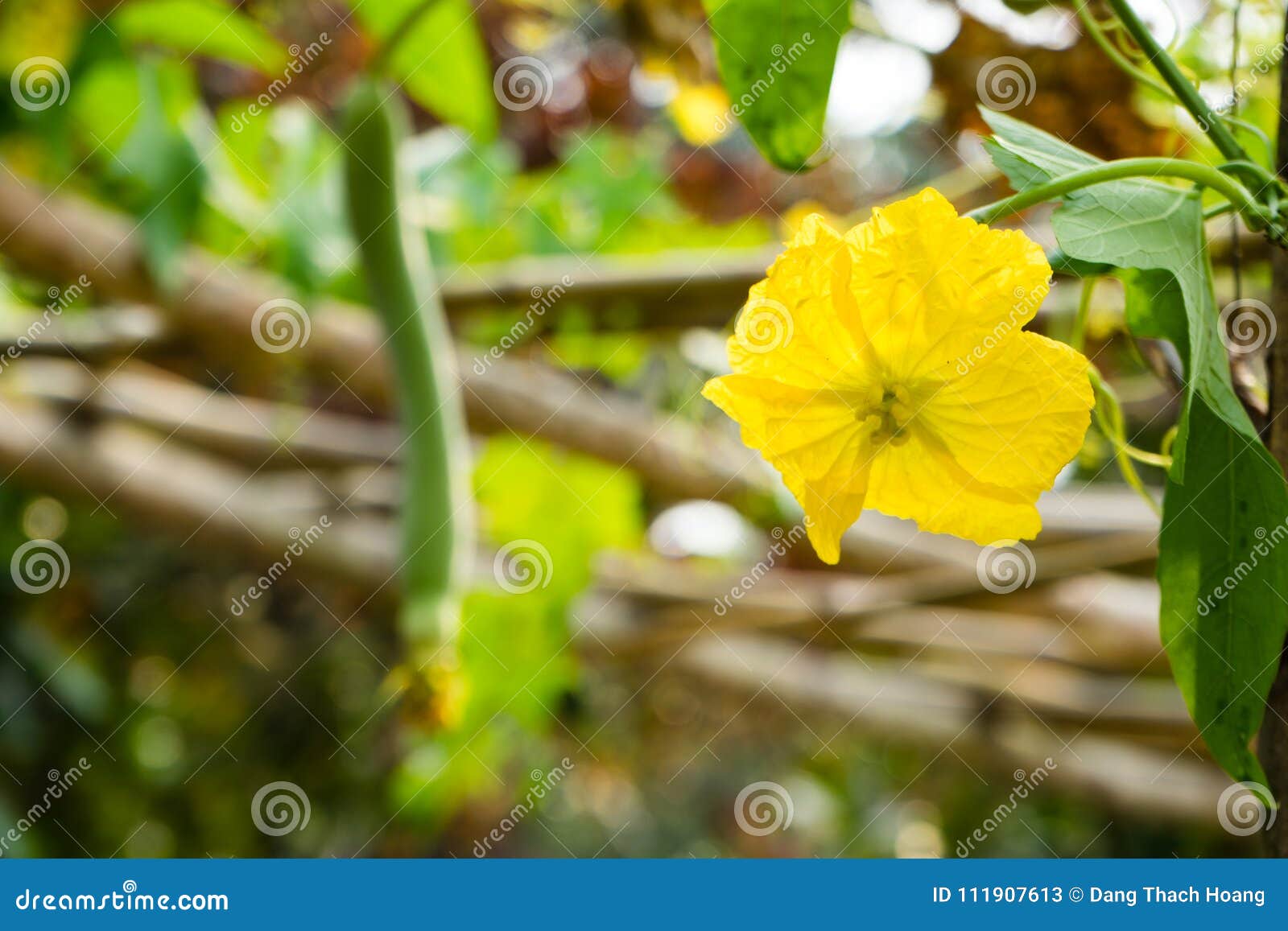 Remendo da abóbora com as flores na floresta em Vietnam