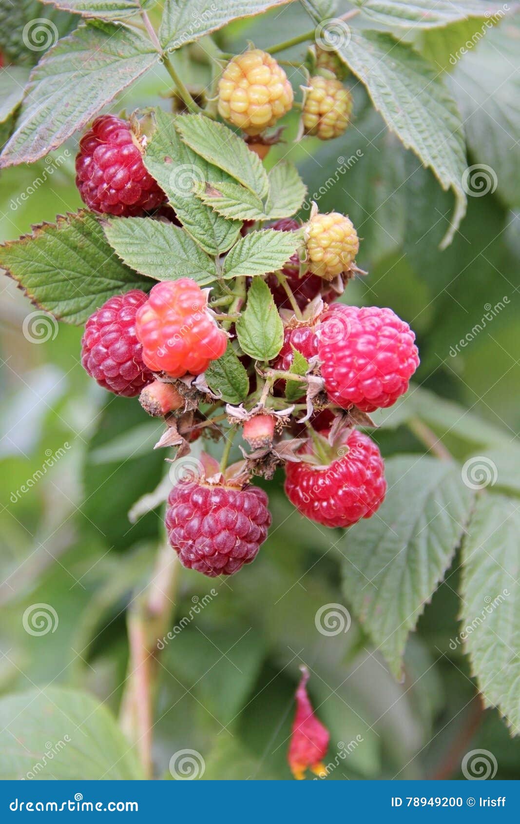 Remontant raspberry stock photo. Image of nature, house 78949200