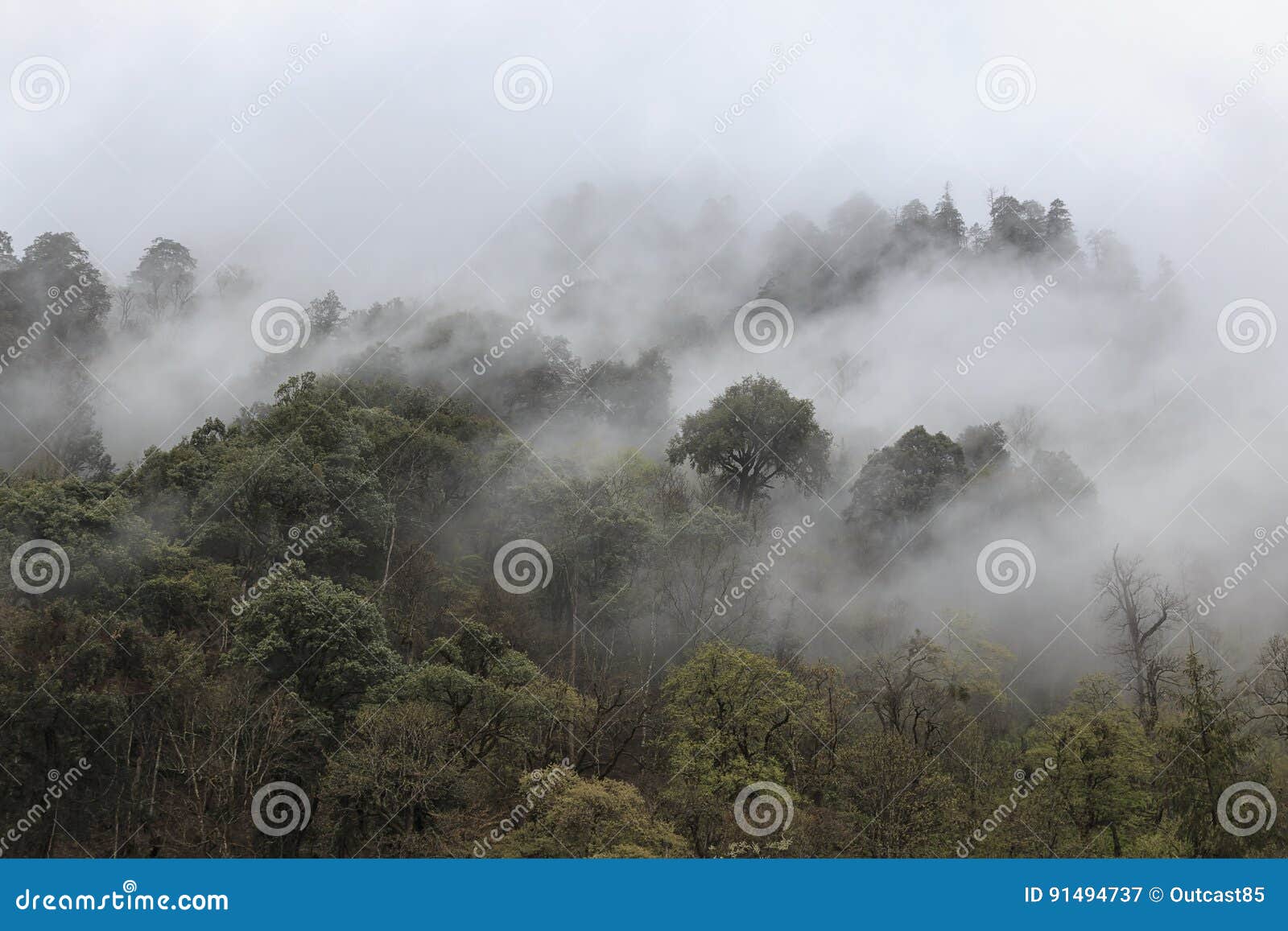 remote foret in souther china home to the yunnan black snub-nosed monkey rhinopithecus bieti