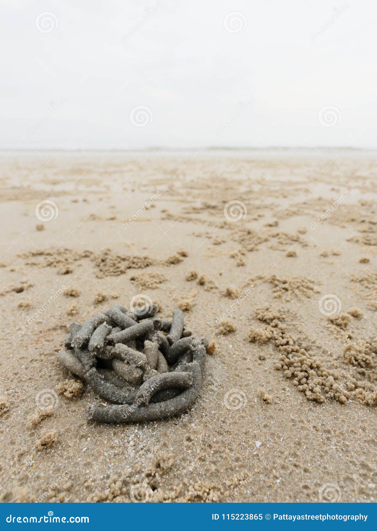 Remous Du Sable Et De La Boue Sur La Fonte De Plage Par Des Vers De Crochet  Ou De Sable Avec Des Boules De Sédiment Ou Le Granule Image stock - Image