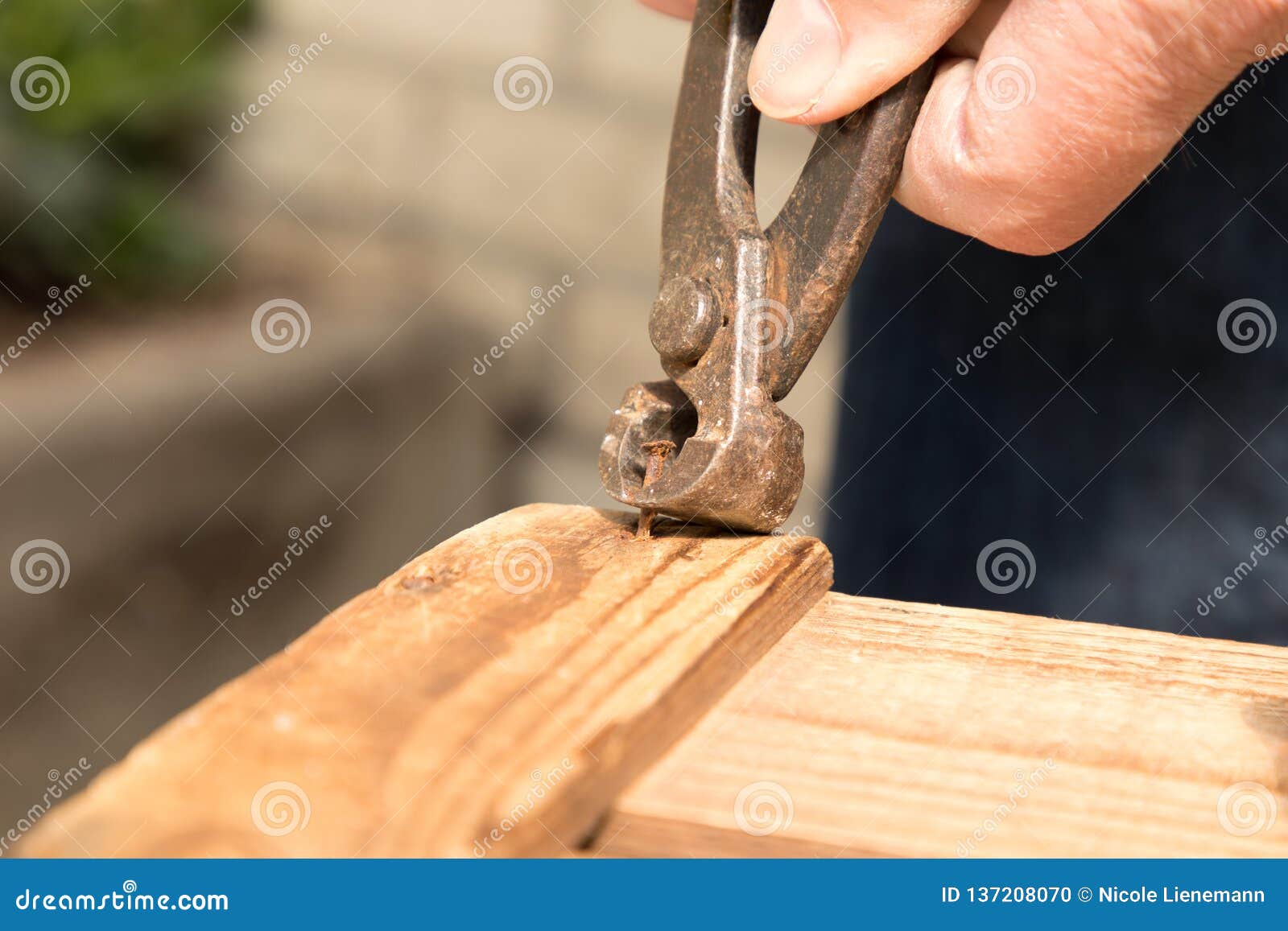 Remove a Nail with a Pair of Pliers Stock Photo Image of space, brown