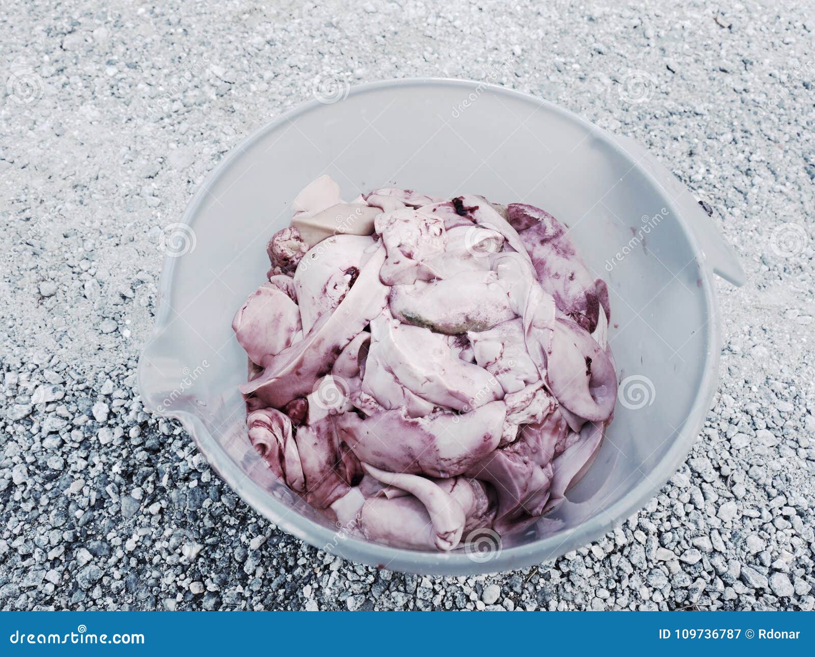 Removed and Checking Cod Livers. Freshly Caught Fish Stock Image