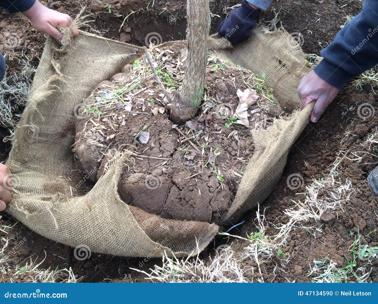 new tree planting: remove burlap wrap from around root ball