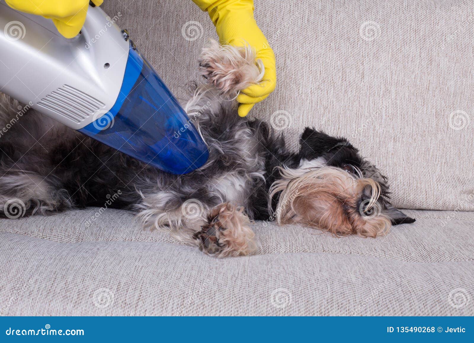 Removing Dog S Hair From Furniture Stock Photo Image Of Hand