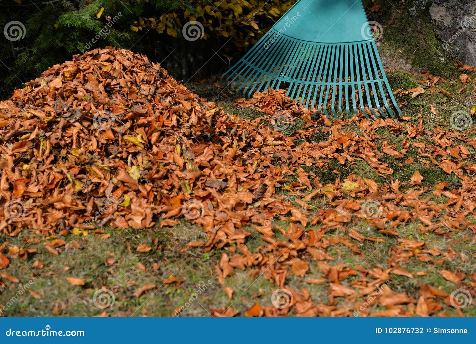 Removing Foliage Autumn Leaves Stock Photo - Image of pile, maintenance ...