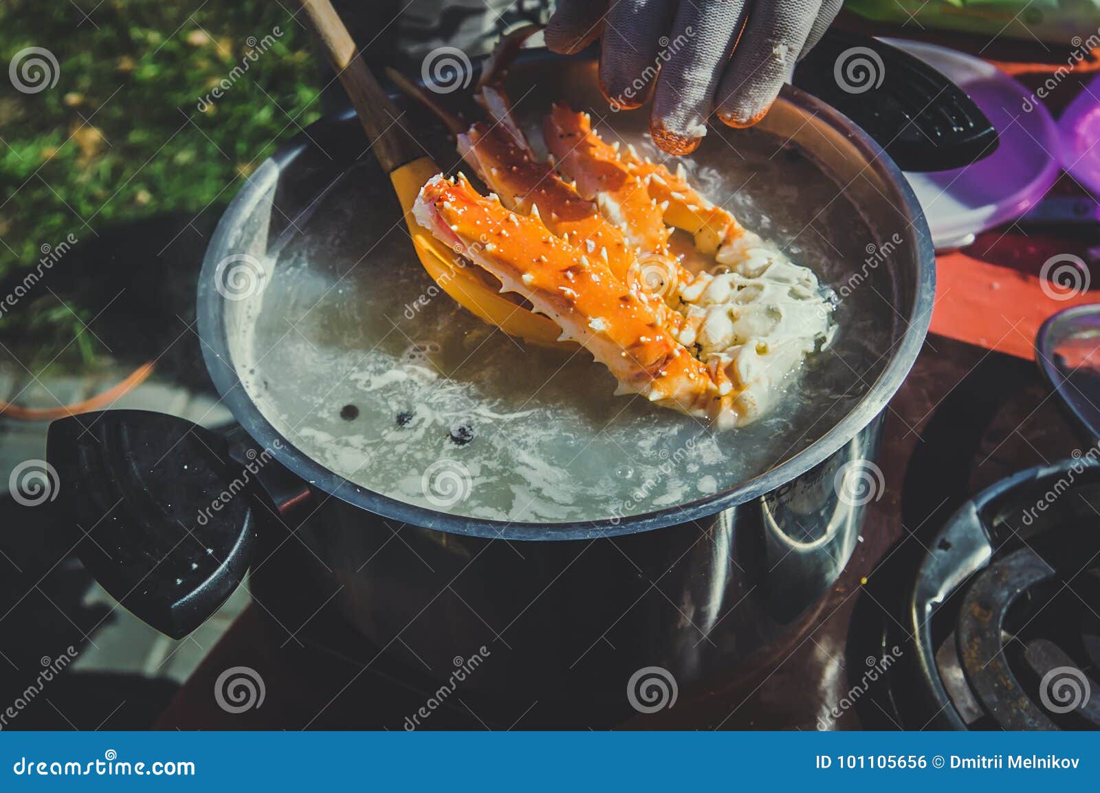 Removing Large Cooked Crab from Hot Steaming Pot. Stock Photo Image