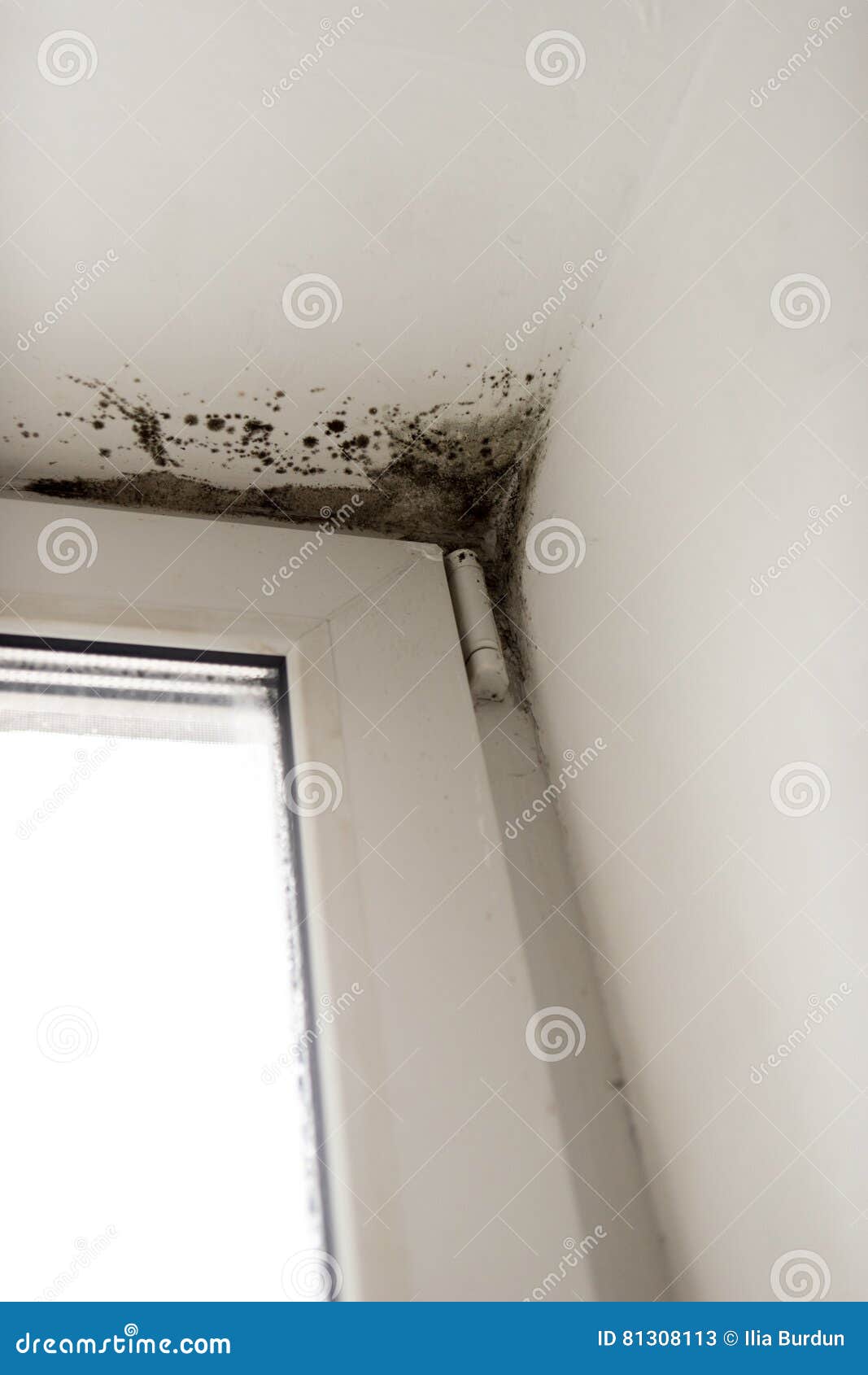 Removing Mold With A Foam Cleaner. Cleaning A Mattress Cloth With A Liquid Stain Remover. Fungus