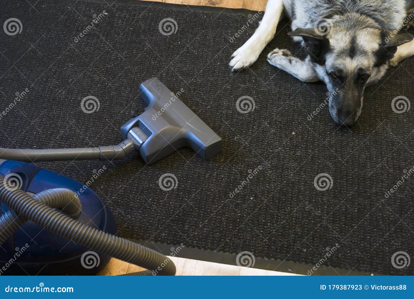 Download 297 643 Pet Hair Photos Free Royalty Free Stock Photos From Dreamstime