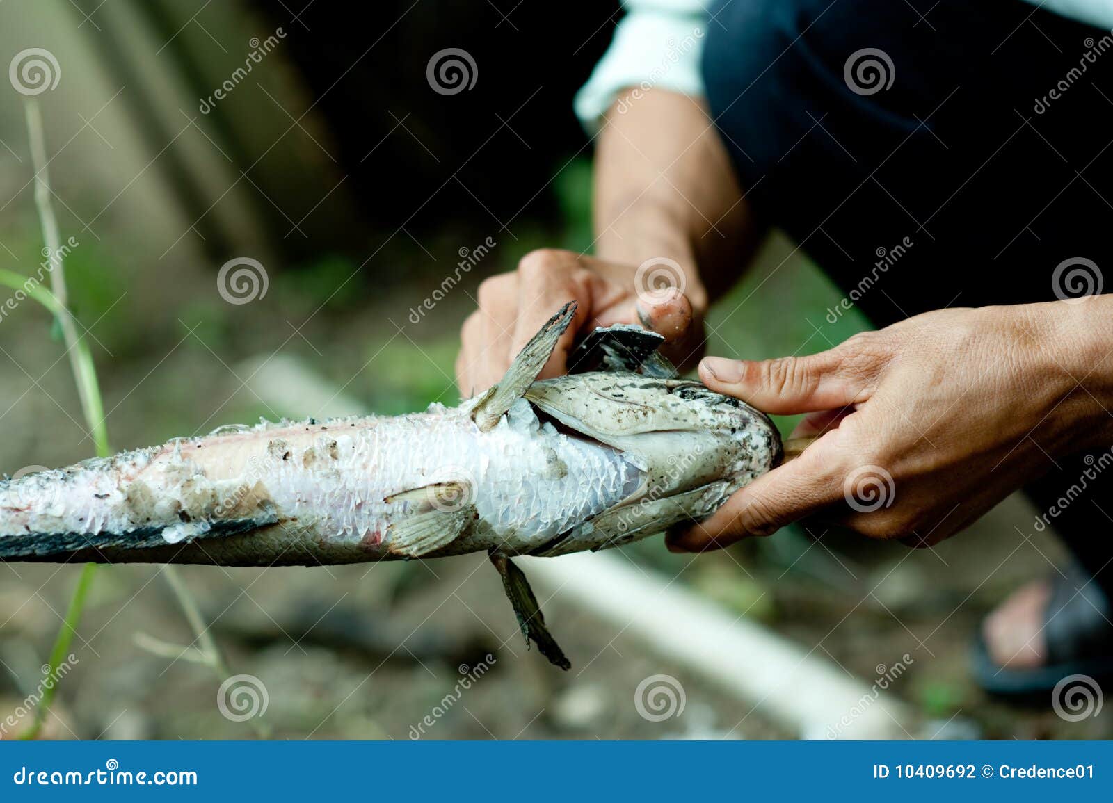 Removing Scales stock photo. Image of fish, details, ingredient 10409692