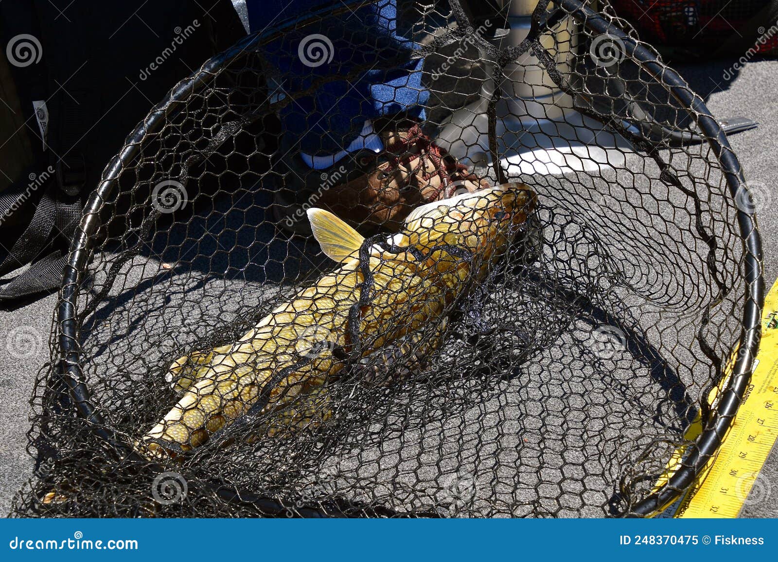 Fish Net Walleye Stock Photos - Free & Royalty-Free Stock Photos