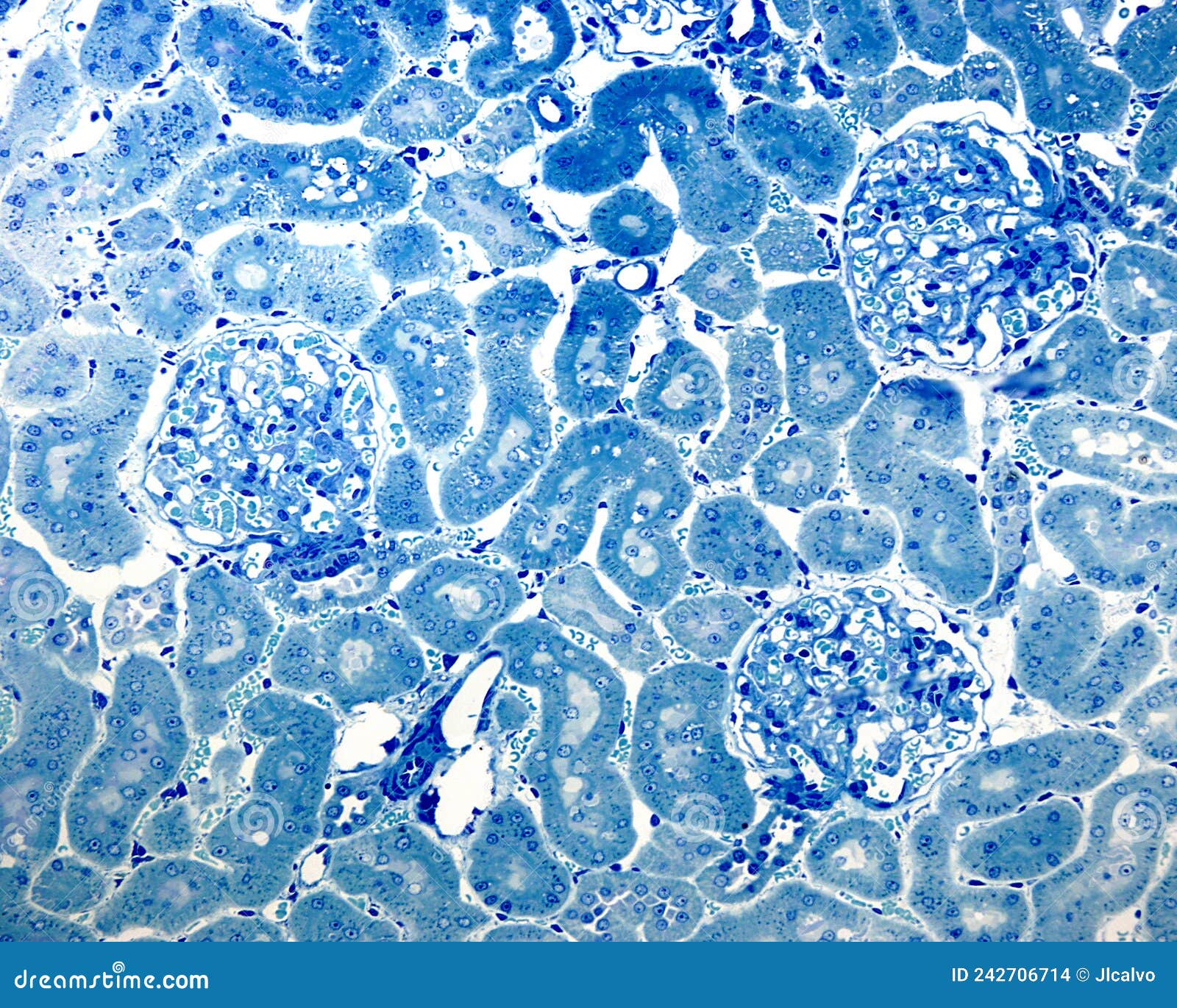kidney cortex. 0Ã¢â¬â¢5 ÃÂµm thick section