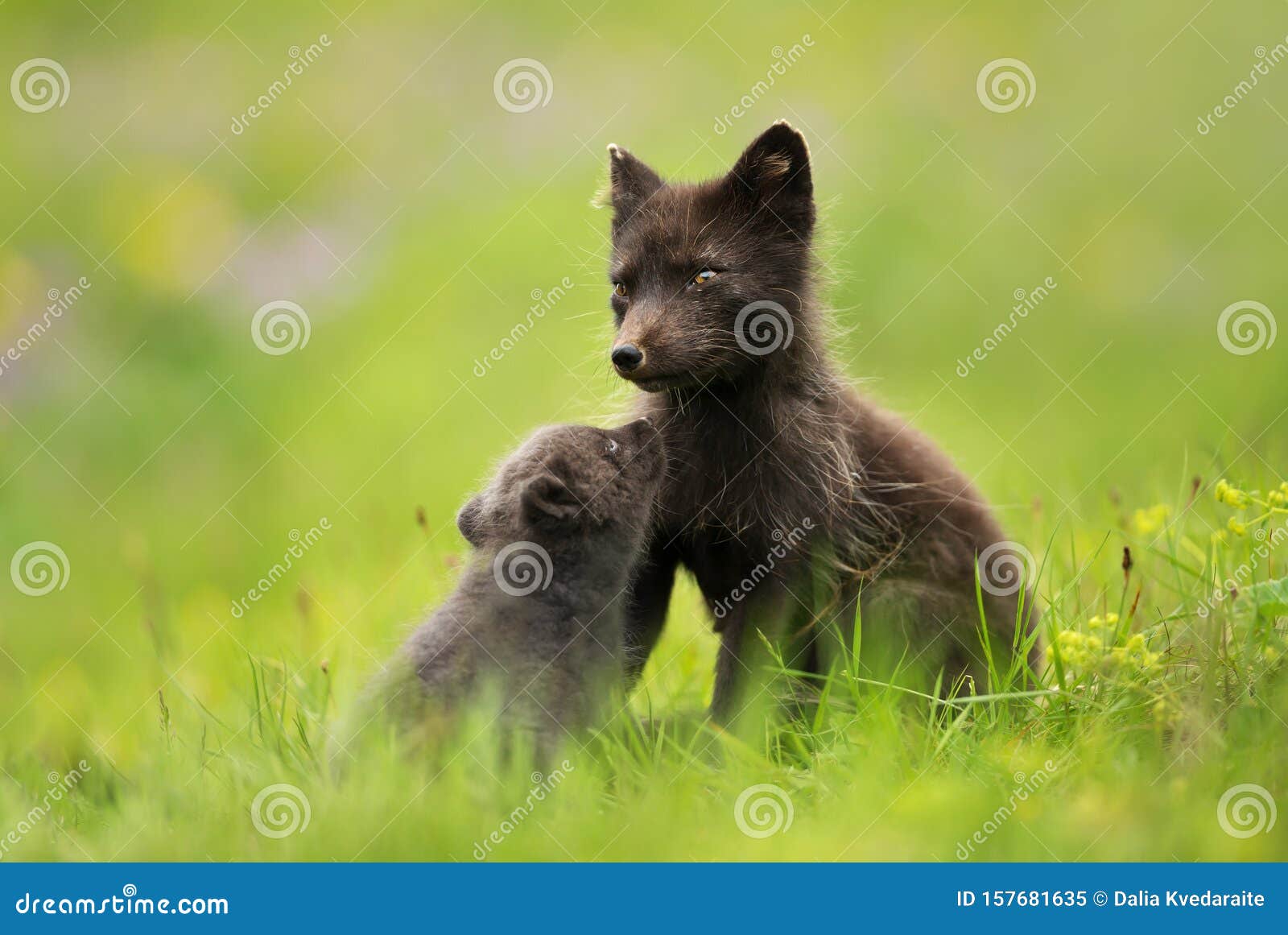Renard Arctique Feminin Avec Un Mignon Petit Ourson Image Stock Image Du Mammifere Habitat