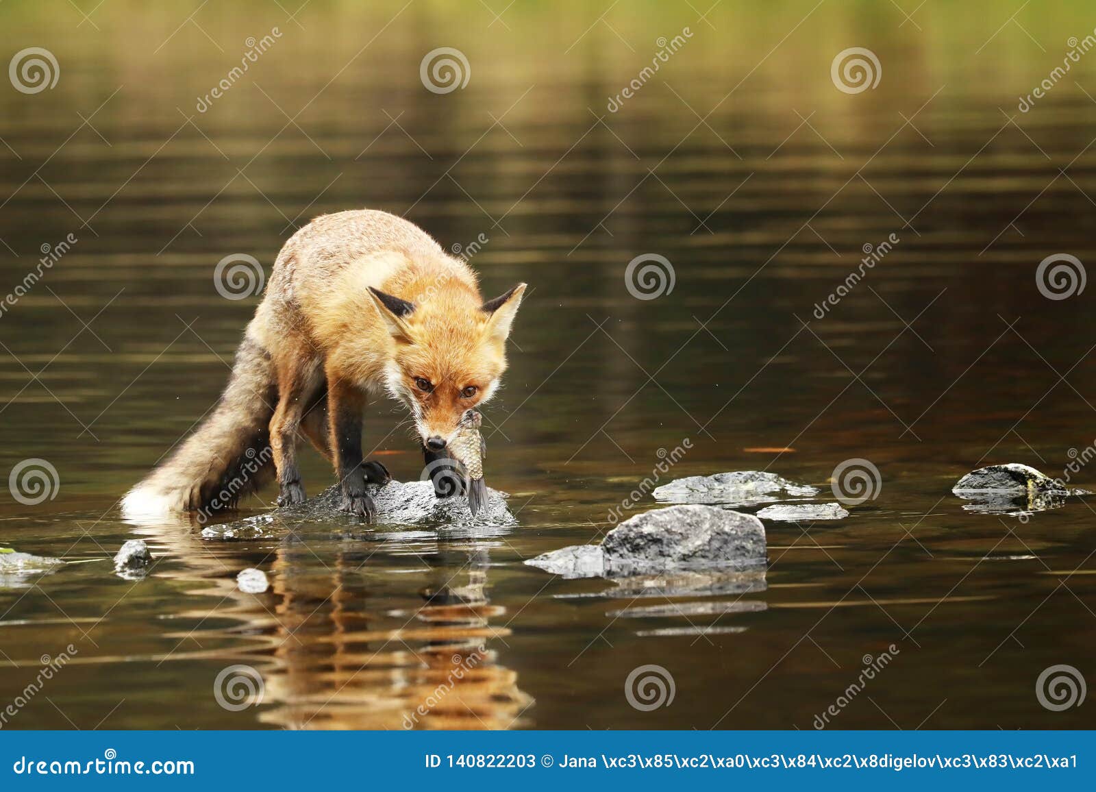 Renard rouge en rivière mangeant le petit vulpes de Vulpes de poissons. Renard rouge avec la proie de poissons dans le vulpes de Vulpes de rivière