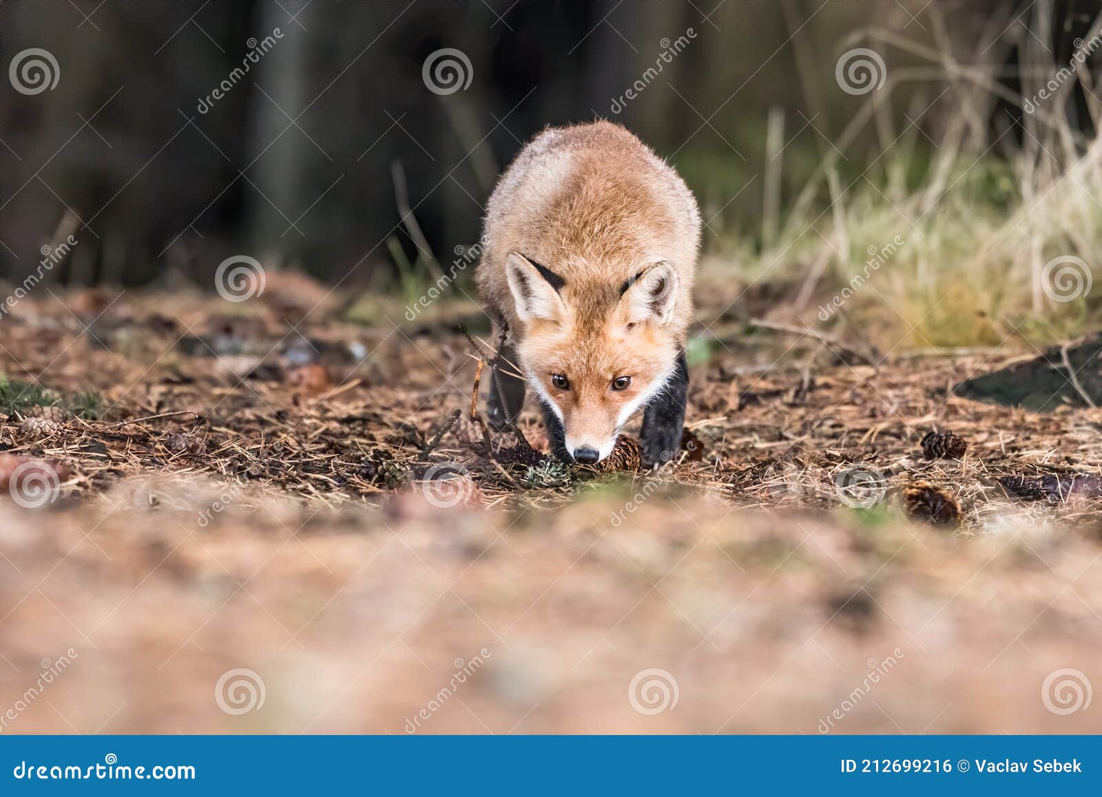 Renard Roux L Espece A Une Longue Histoire D Association Avec Les Humains Le Renard Roux Est L Un Des Plus Importants Animaux A Photo Stock Image Du Fermer Histoire