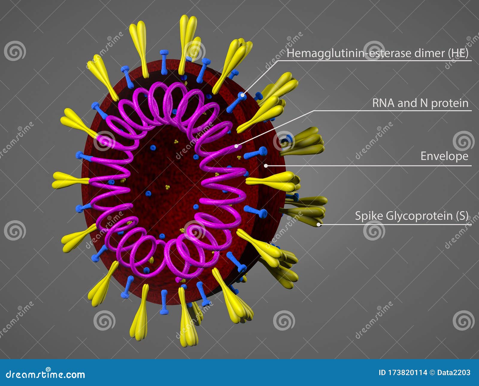 coronavirus model