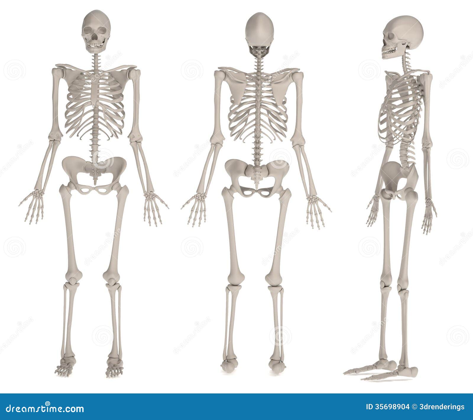 Render of female skeleton stock illustration. Illustration of bones