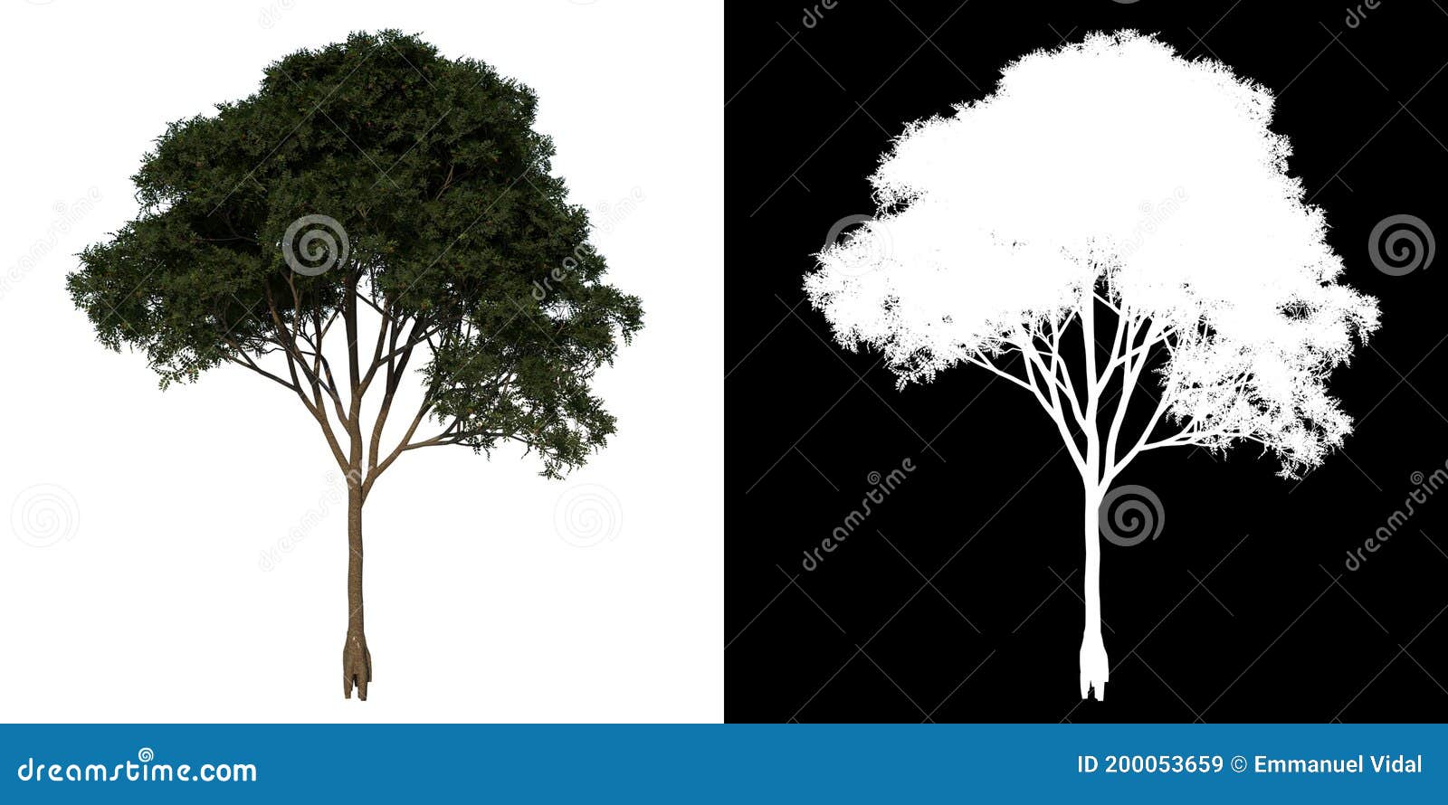 front view tree adolescent mahogany caoba 1 white background alpha png 3d rendering ilustracion 3d