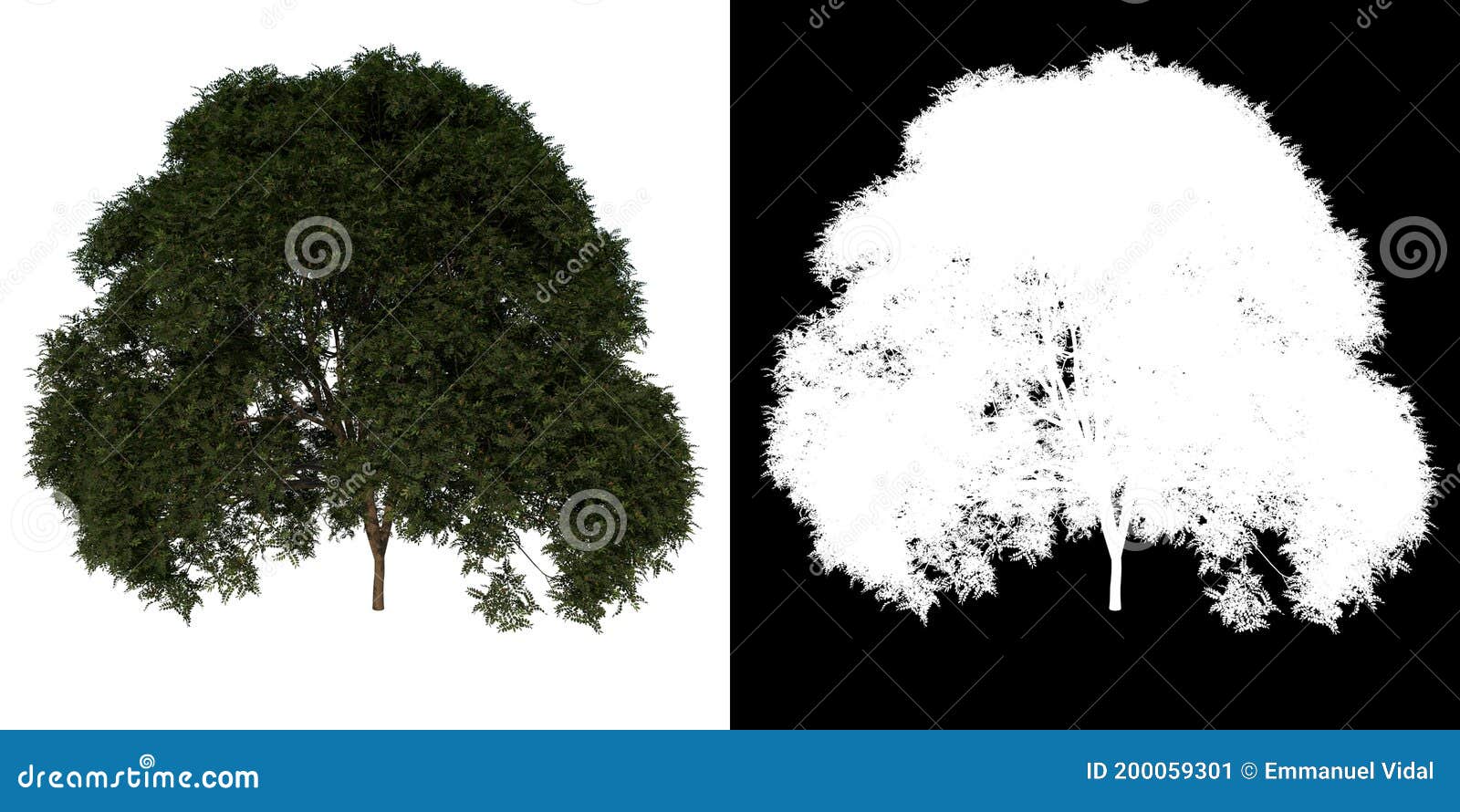 front view tree adolescent mahogany caoba 3 white background alpha png 3d rendering ilustracion 3d