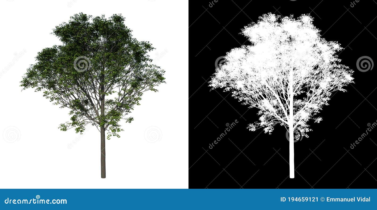front view tree real maple 2 white background alpha png 3d rendering ilustracion 3d