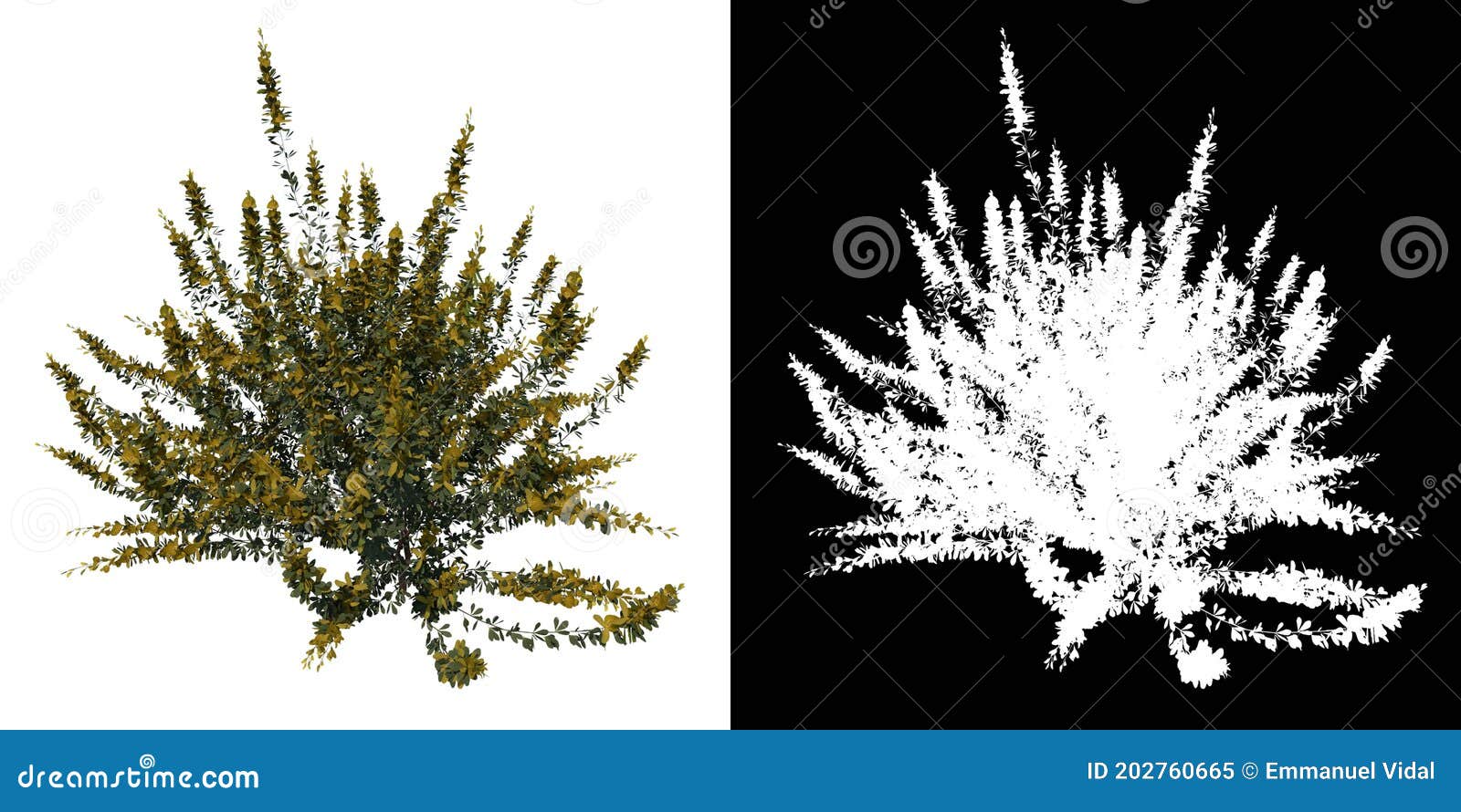 front view tree young cytisus scoparius common broom 2 white background alpha png 3d rendering ilustracion 3d