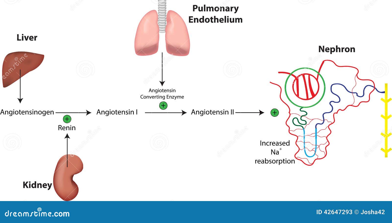 renin angiotensin system nephron aldosterone physiological 42647293