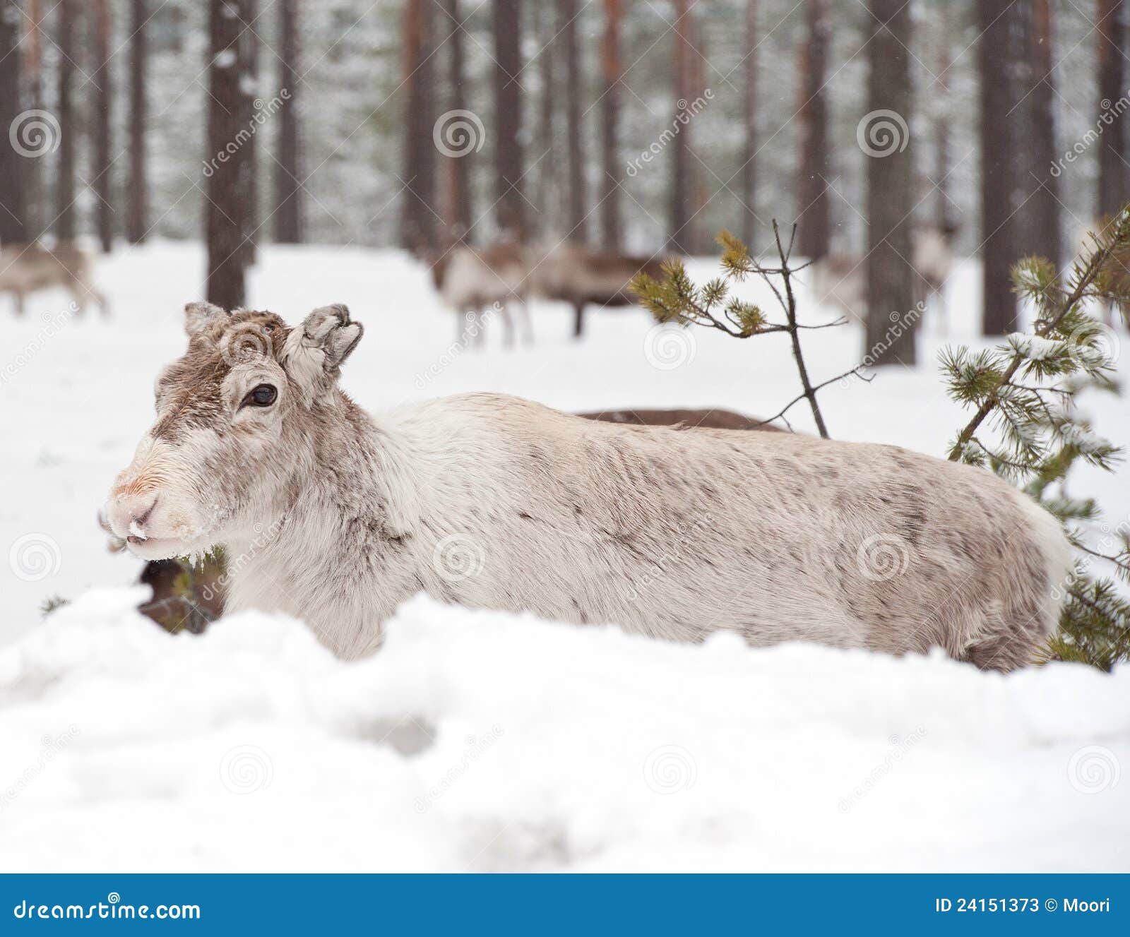 Renna nel suo habitat naturale di inverno nel Nord della Svezia