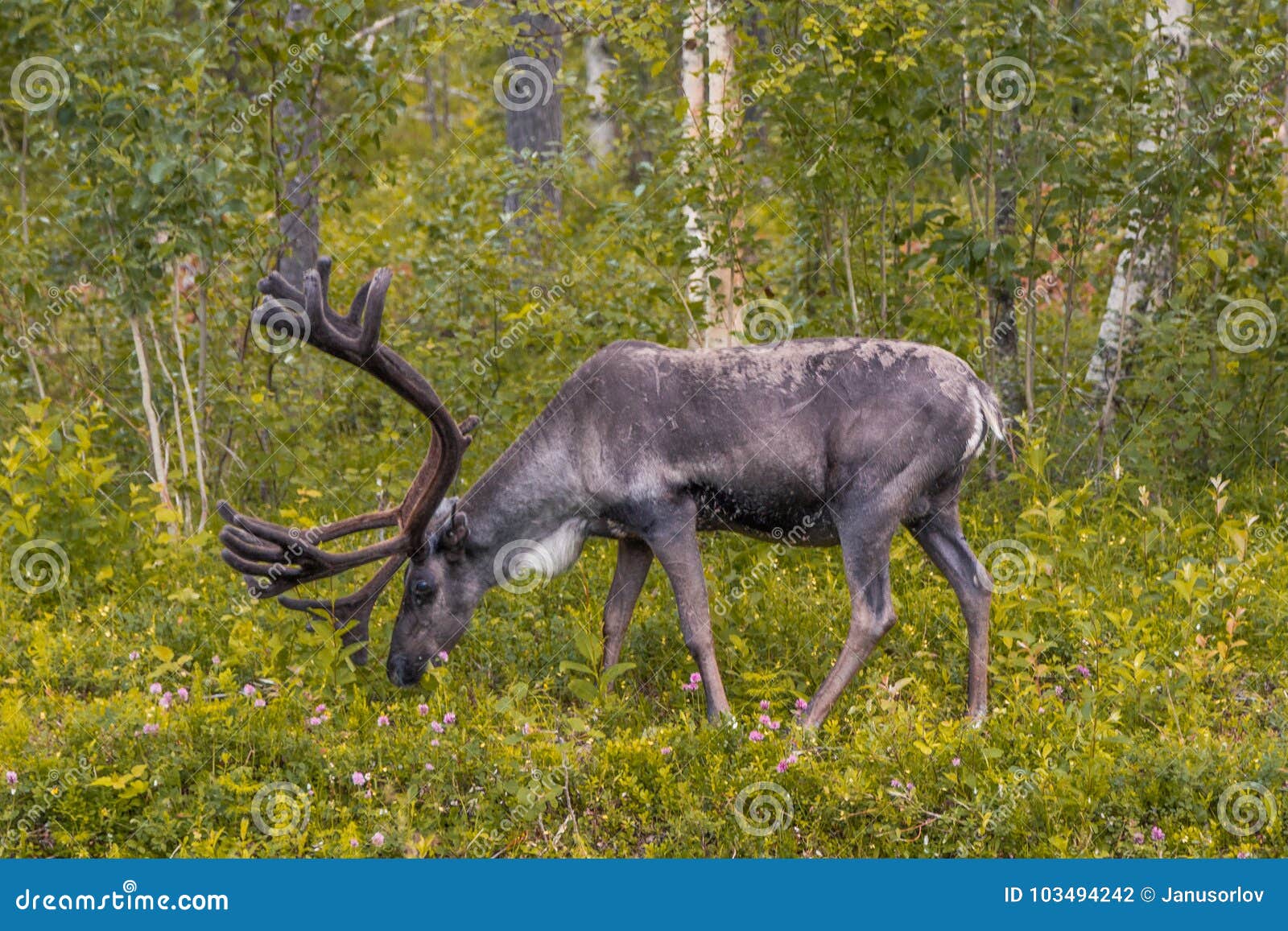 Reno Que Come En El Bosque Solamente Foto de archivo Imagen de blanco