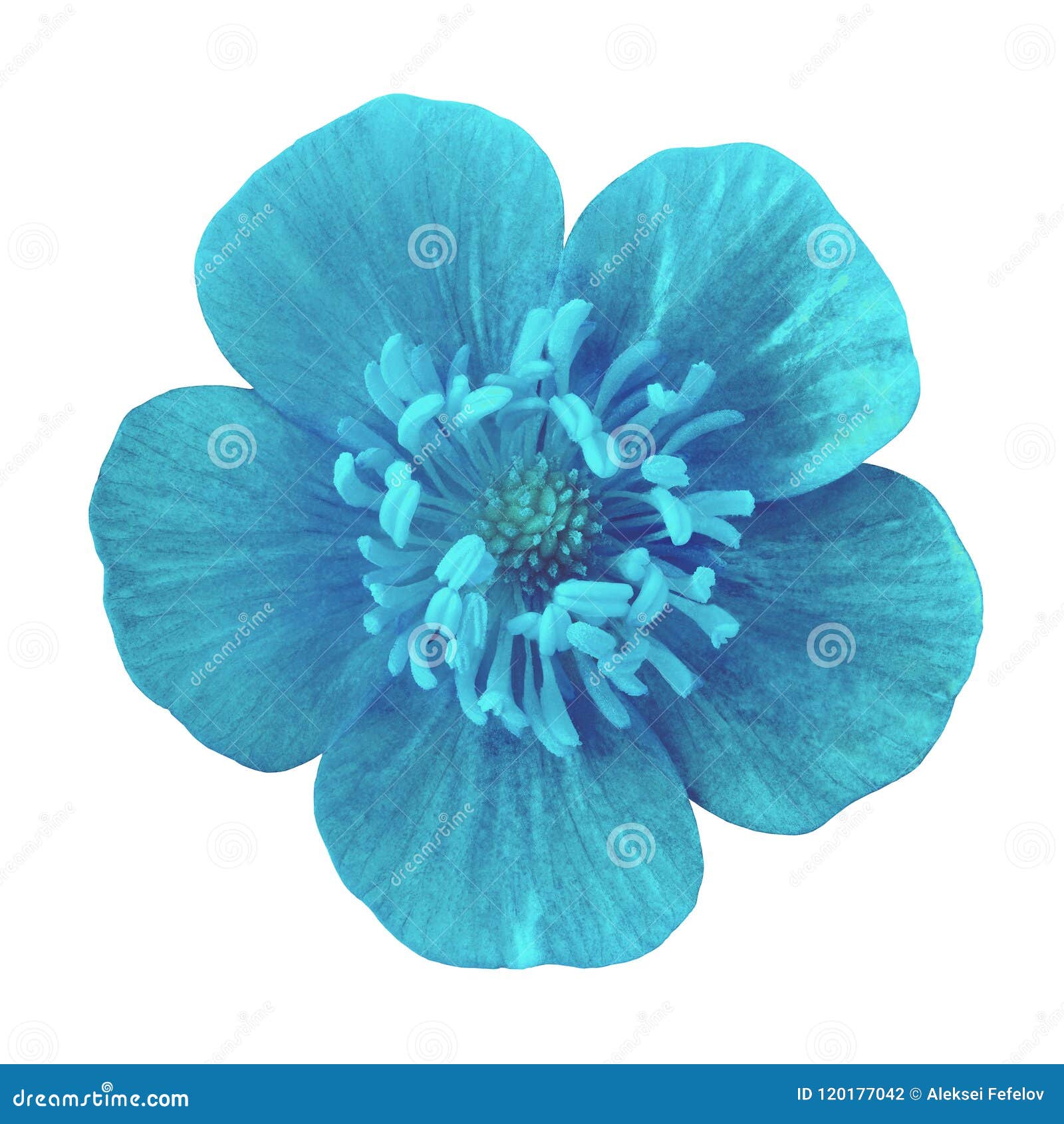 Renoncule Bleue De Fleur Sauvage, D'isolement Sur Un Fond Blanc Photo stock  - Image du élément, fermer: 120177042