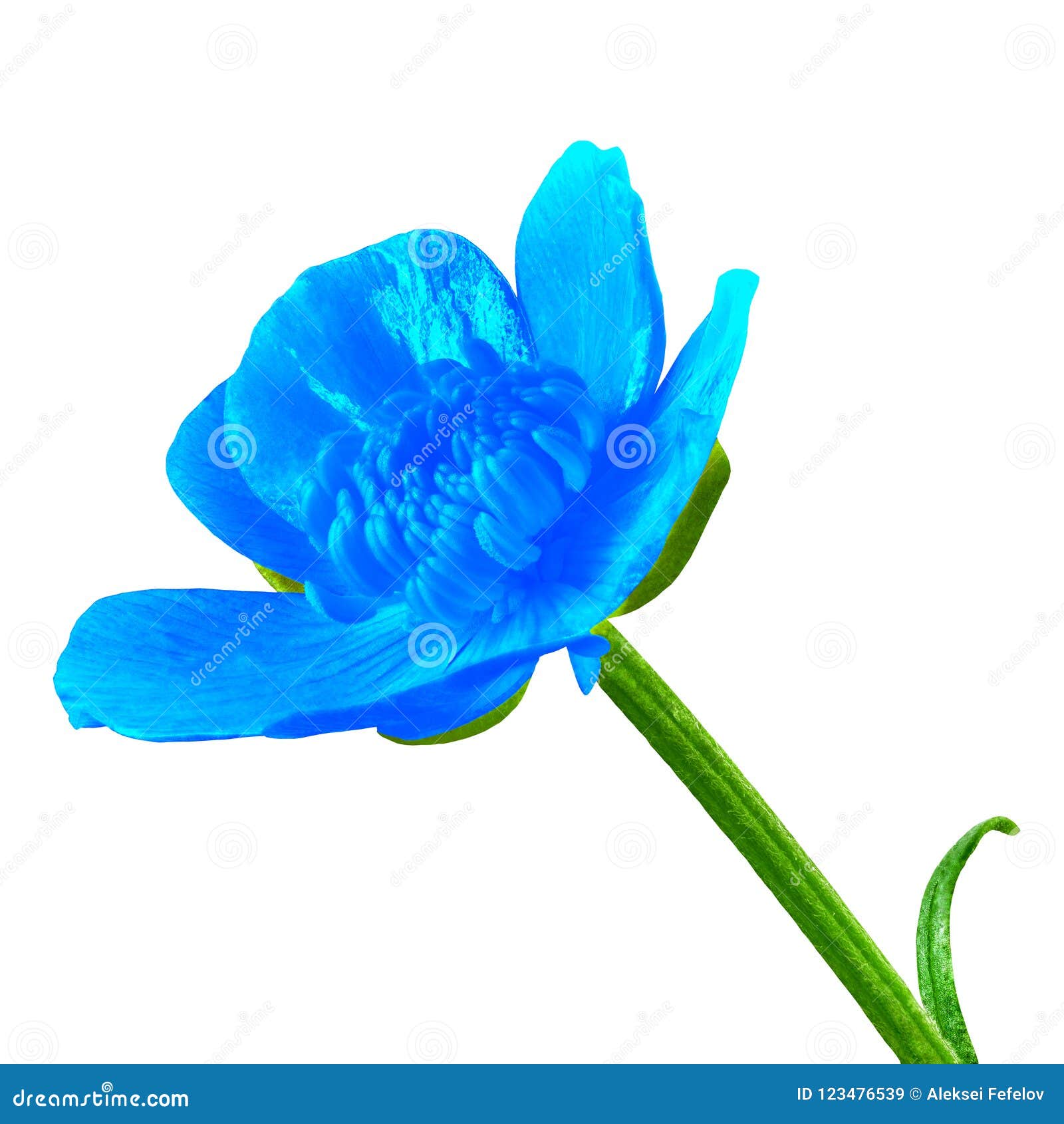 Renoncule Bleue De Fleur Sauvage, D'isolement Sur Un Fond Blanc Plan  Rapproché Image stock - Image du lumineux, image: 123476539