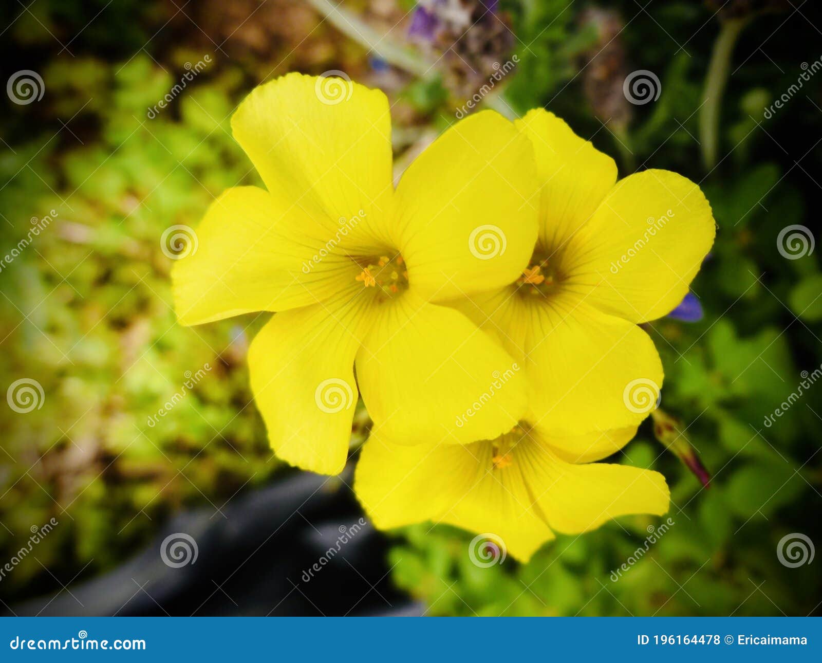 Renoncule Des Bermudes. Trois Petites Fleurs Jaunes. Photo stock - Image du  floride, expansible: 196164478