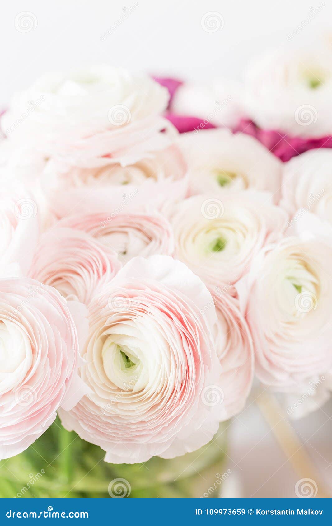 Renoncule Persane Groupe Pâle - Le Ranunculus Rose Fleurit Le Fond Clair  Vase En Verre Sur La Table En Bois De Vintage Rose Image stock - Image du  anniversaire, botanique: 109973659
