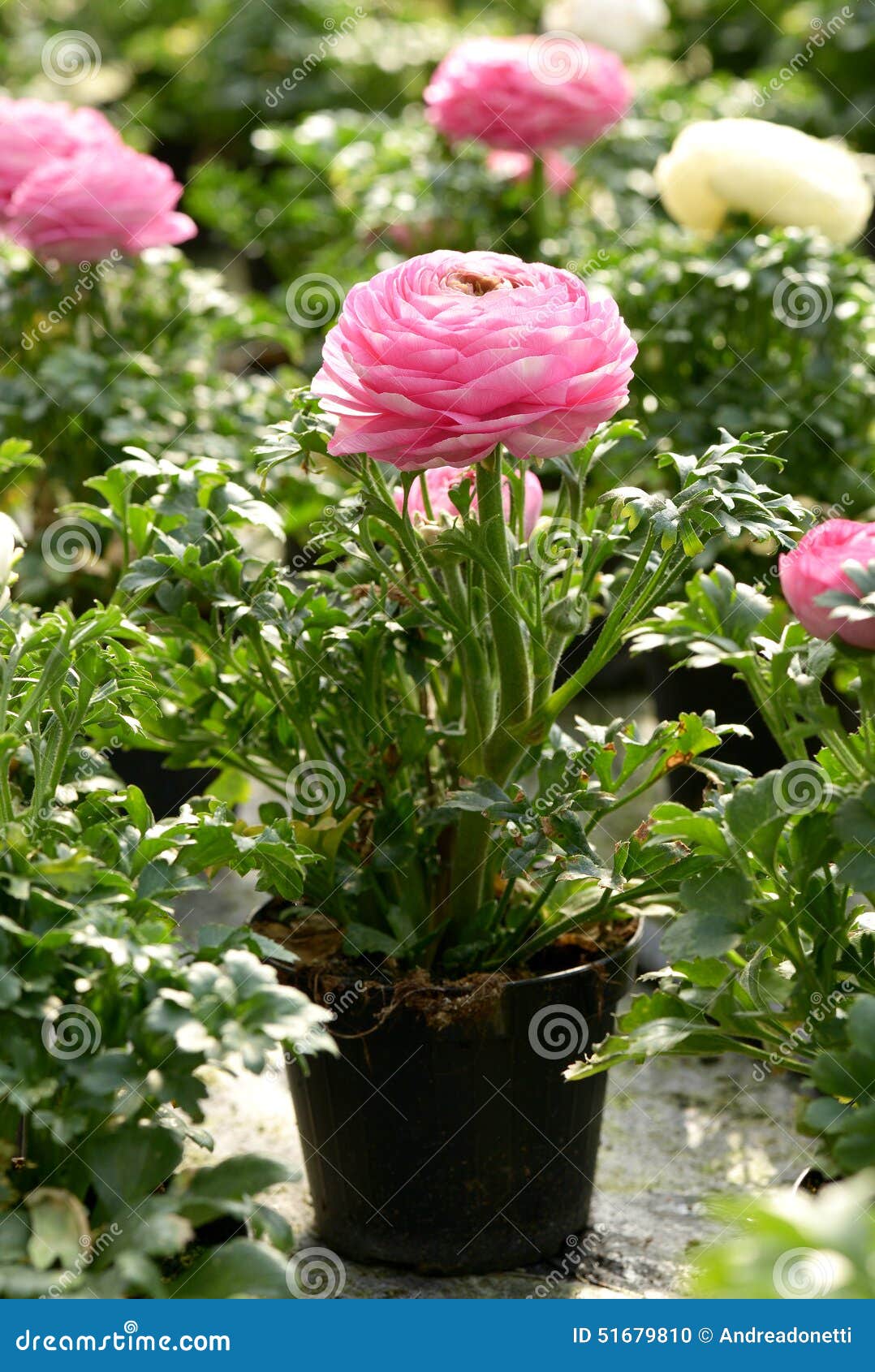 Renoncule rose mise en pot photo stock. Image du rose - 51679810