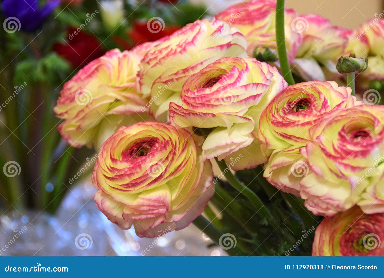 Renoncules Blanches Et Roses Photo stock - Image du ressort, lumières:  112920318