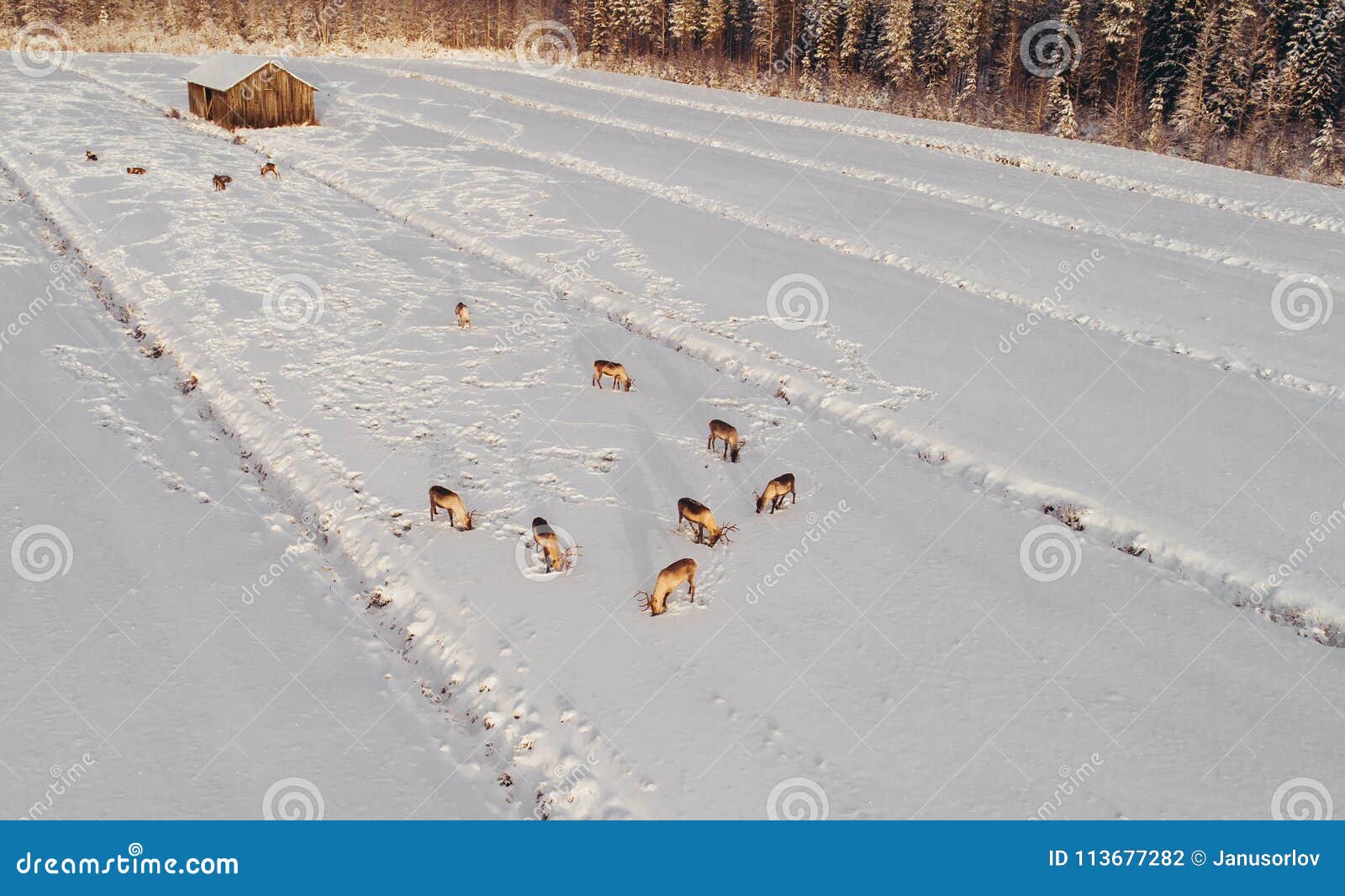 Renos Que Comen En Un Campo Foto de archivo Imagen de ciervos, europa