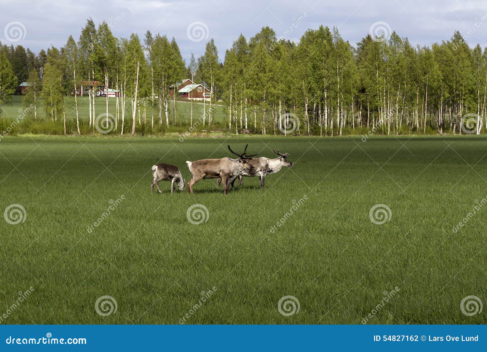 Renos Que Comen En Un Campo Foto de archivo Imagen de cubo, suecia