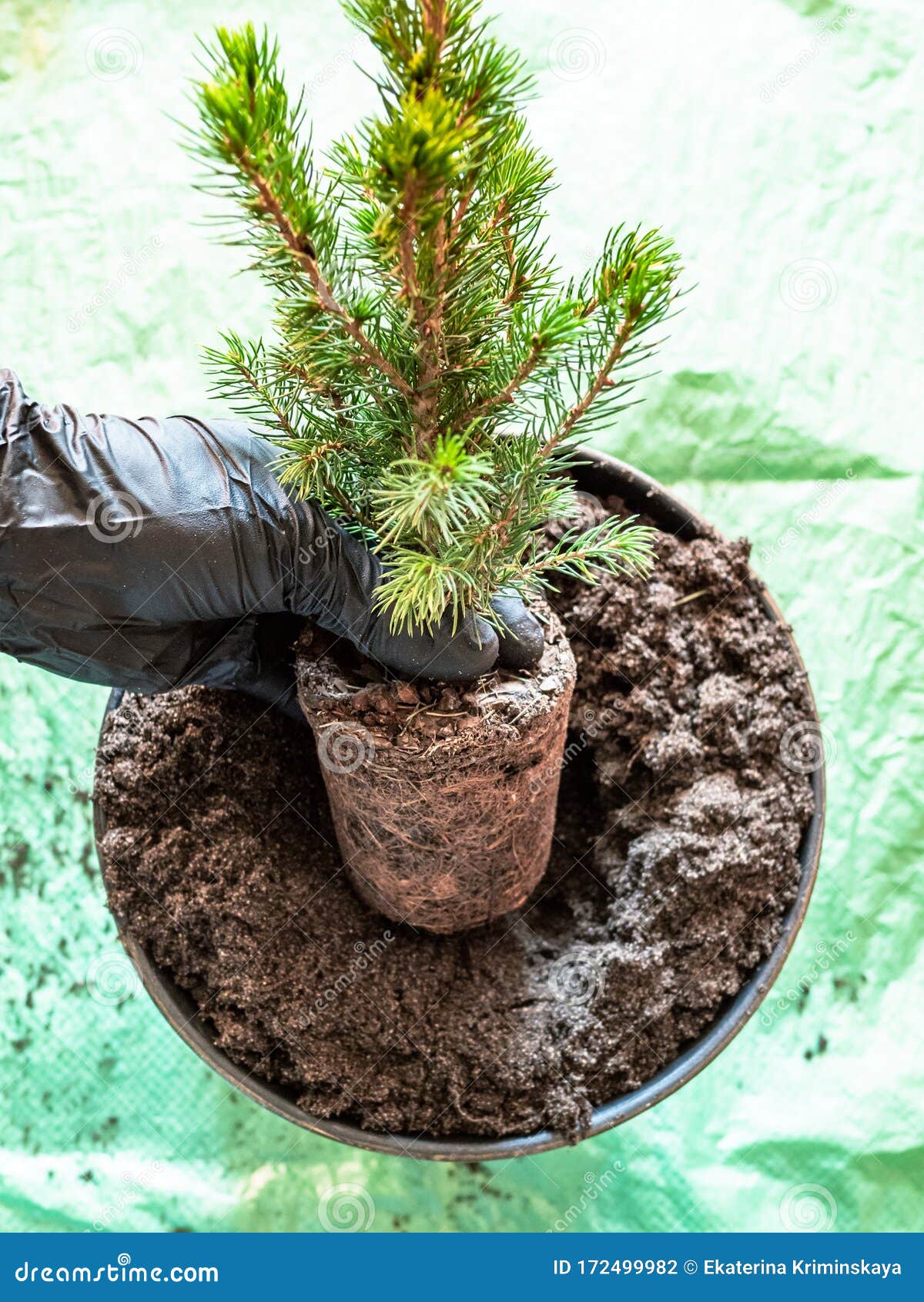 Replanting Small Spruce Tree in Big Ceramic Pot Stock Photo Image of