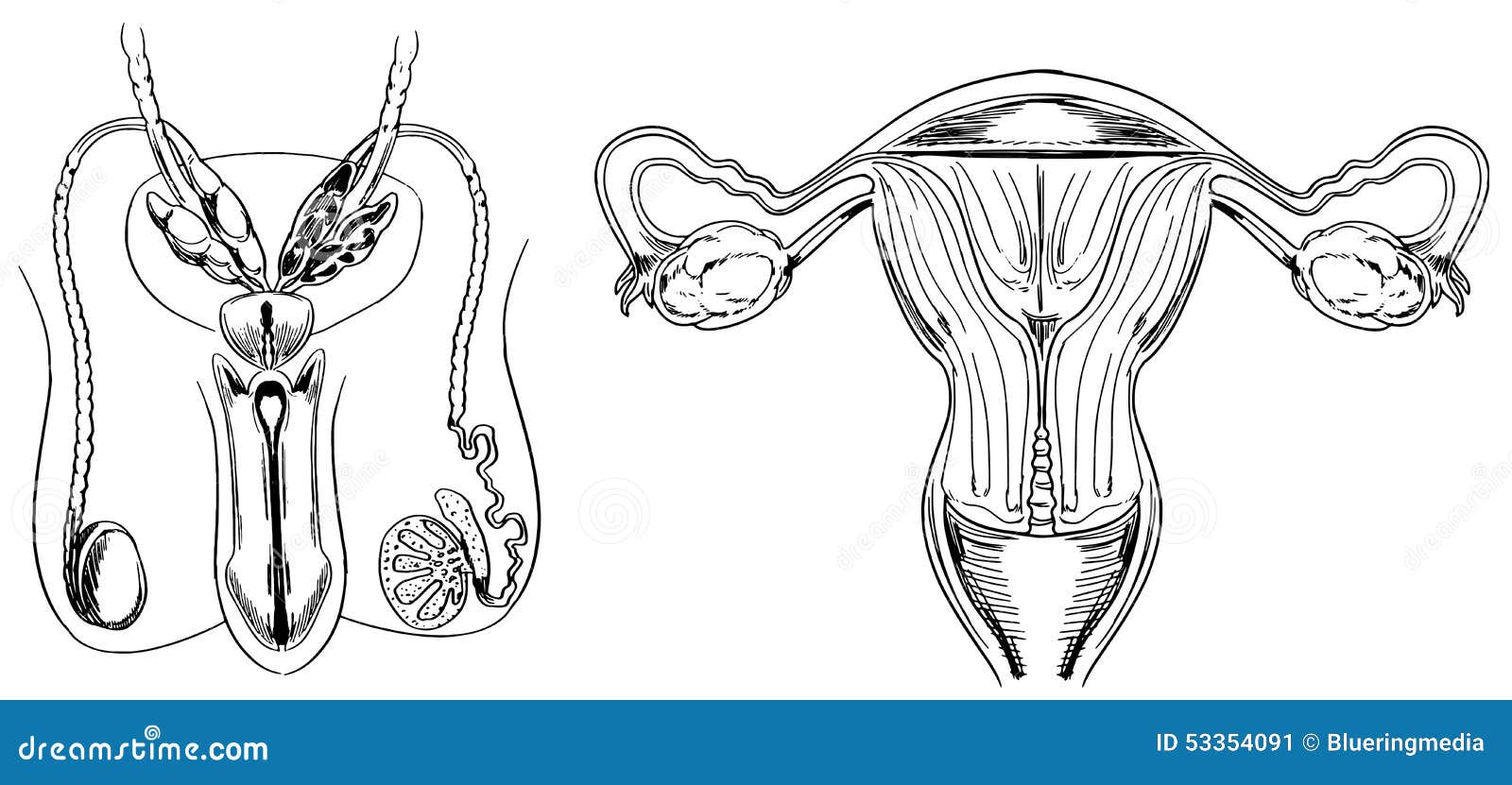 Male And Female Reproduction System Vector Illustration | CartoonDealer