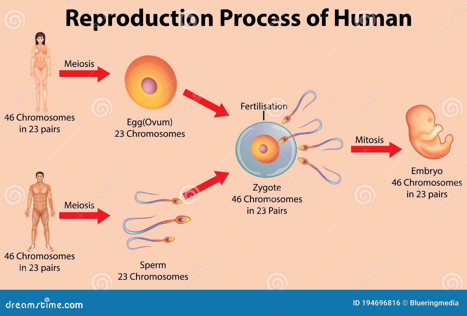 Production Process of Human