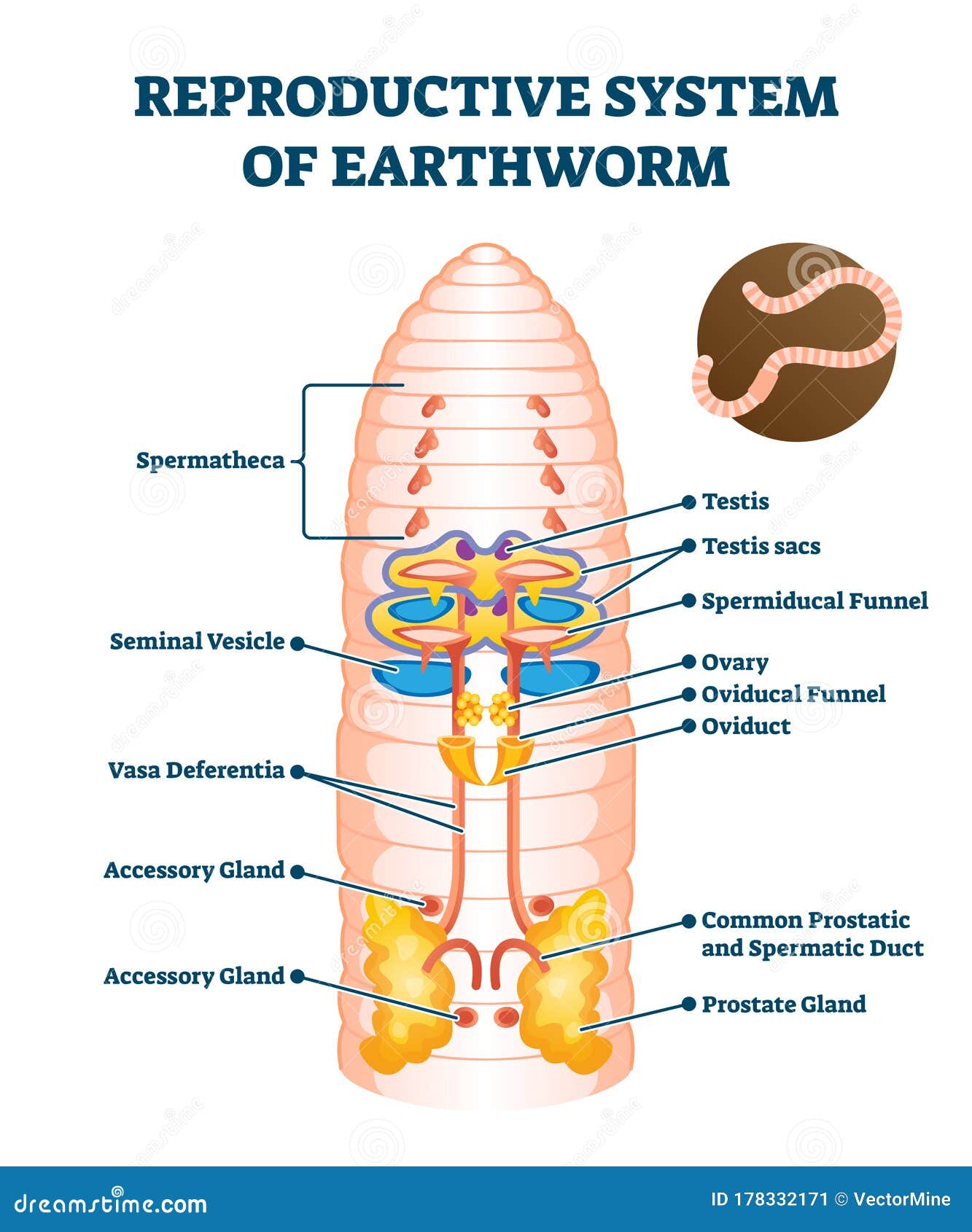 Earthworm Diagram Stock Illustrations – 45 Earthworm Diagram Stock  Illustrations, Vectors & Clipart - Dreamstime