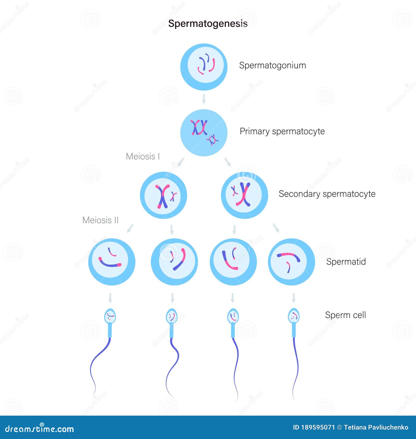 Reproductive System Concept Stock Vector Illustration Of Replication
