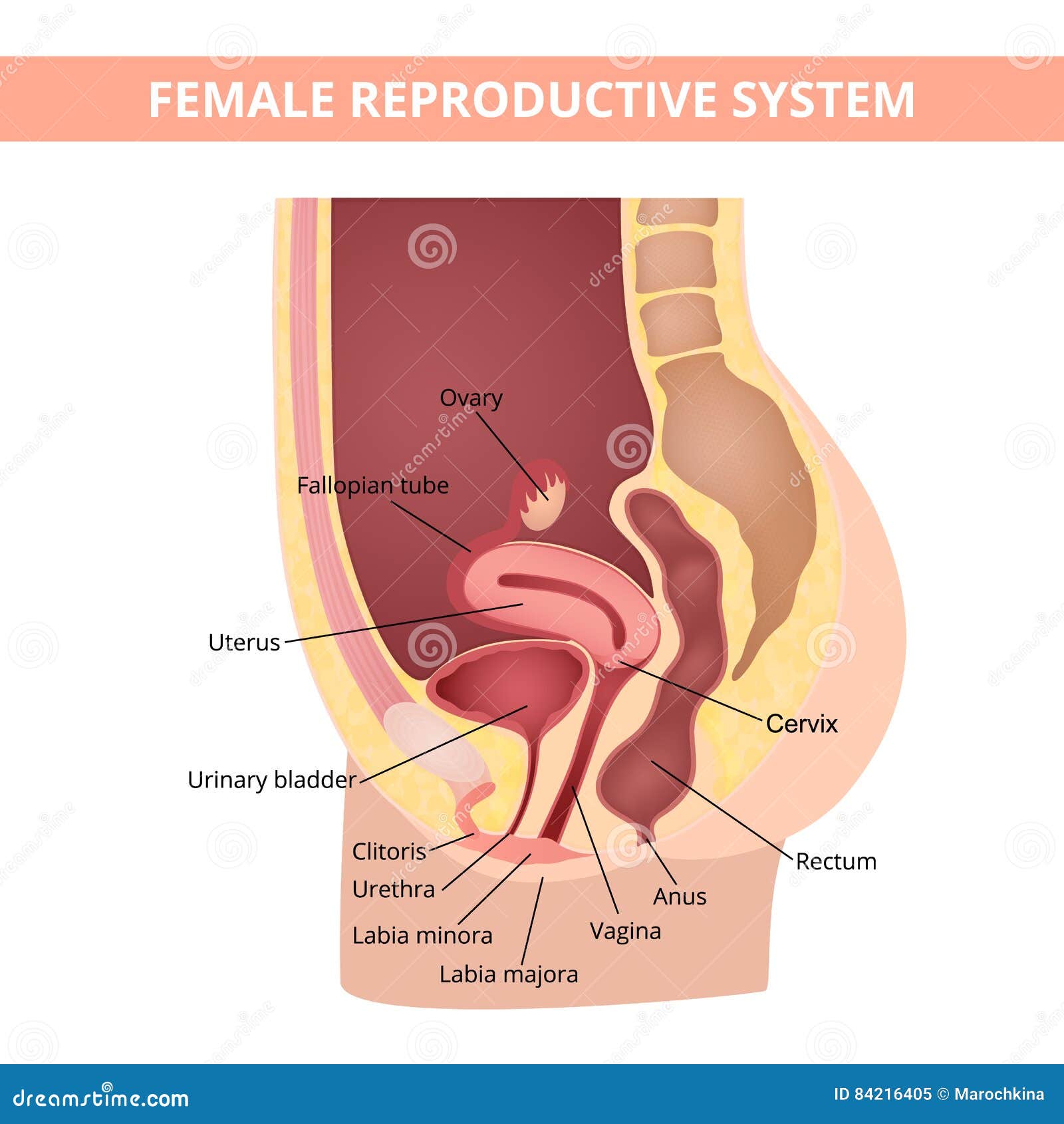 Internal Clitoris