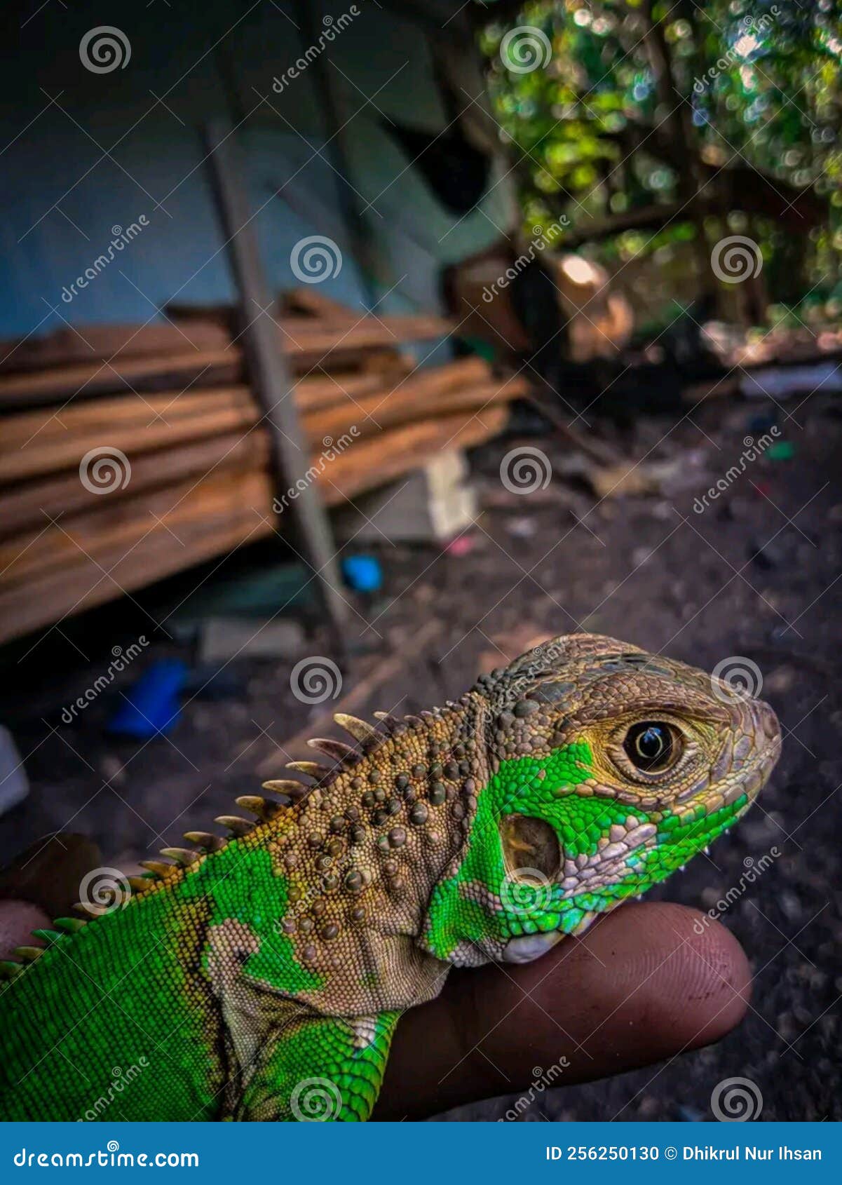 reptil animal wildlife lizard green amphibian snake turtle forg