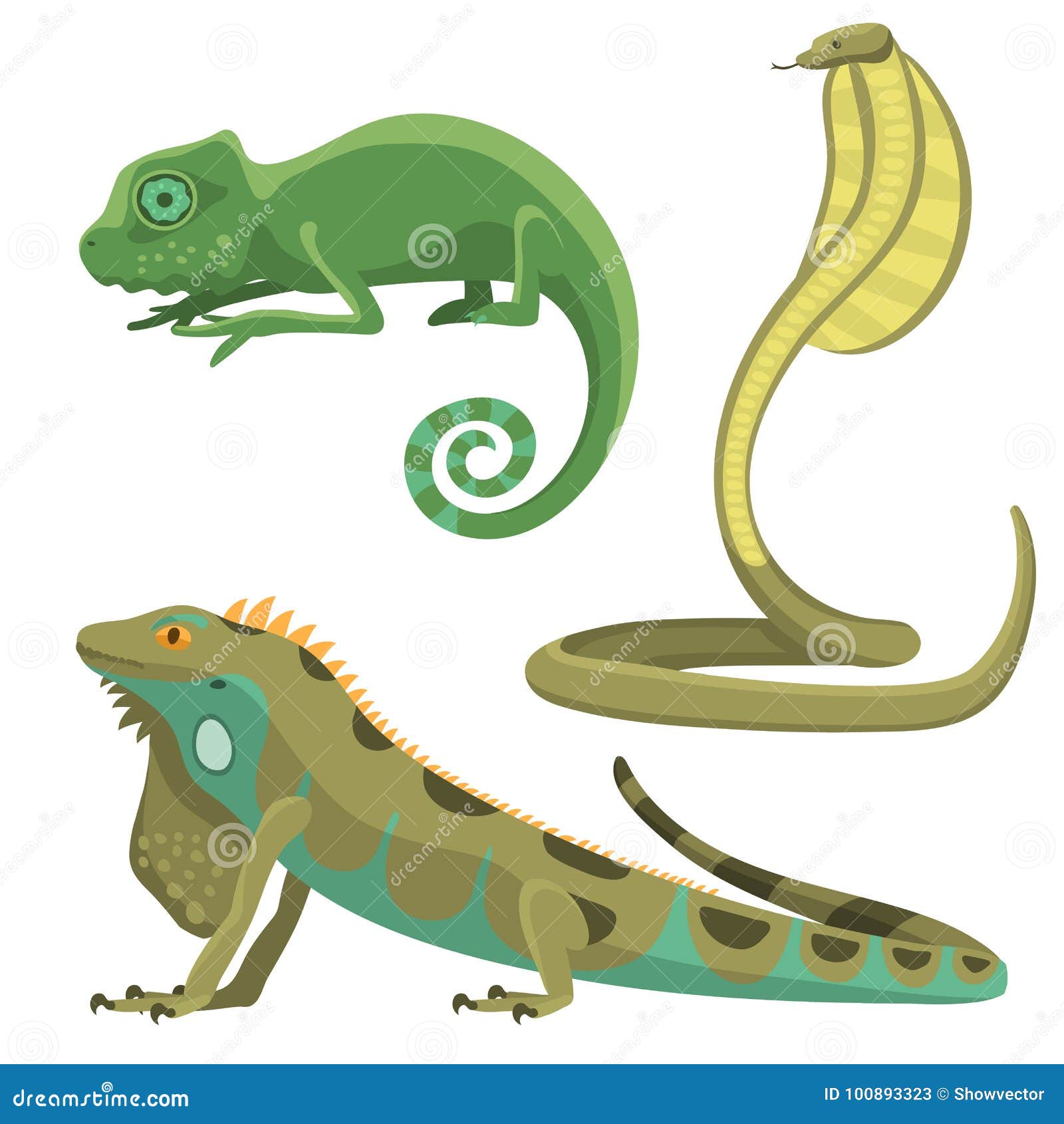 Iguana reptile or amphibian sales