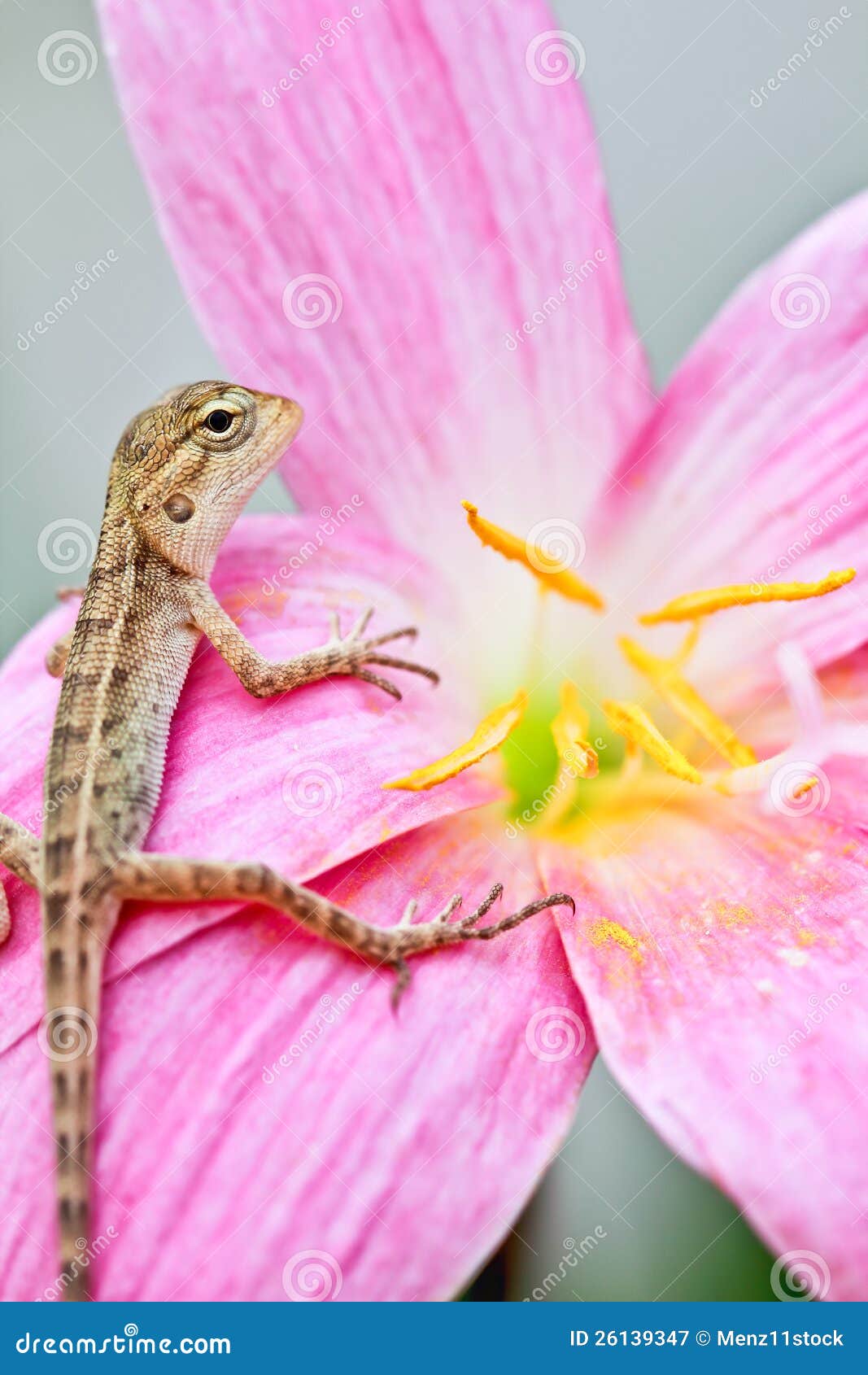 Reptile on flower stock image. Image of blossom, leaf 26139347