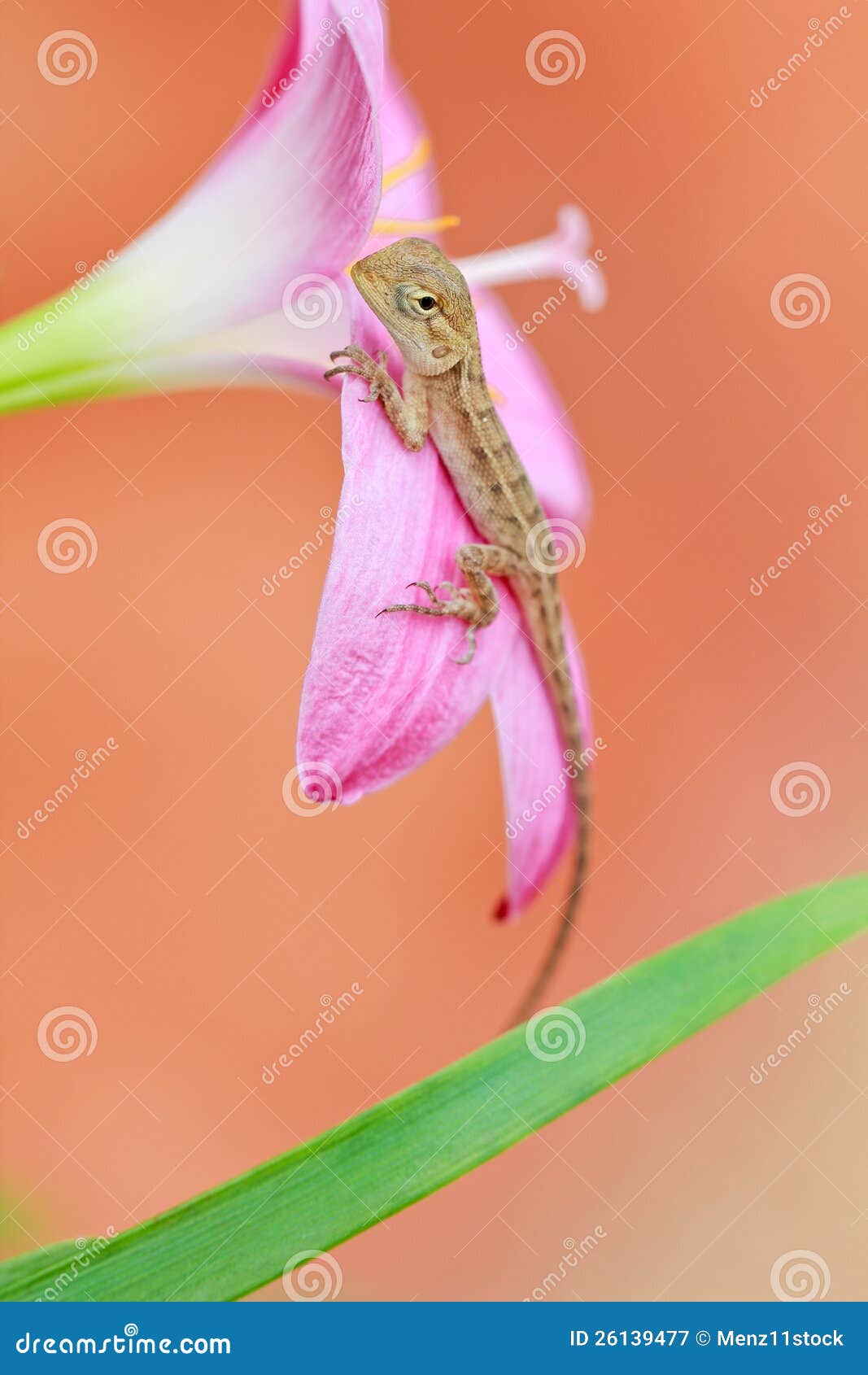 Reptile on flower stock image. Image of floral, closeup 26139477